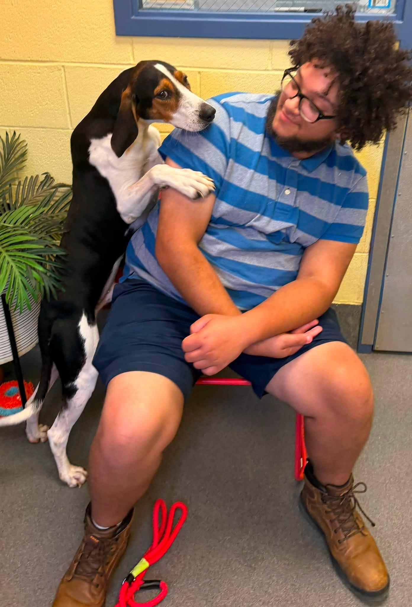 Ford, a ADOPTABLE Hound in Amherst, VA image 4/5