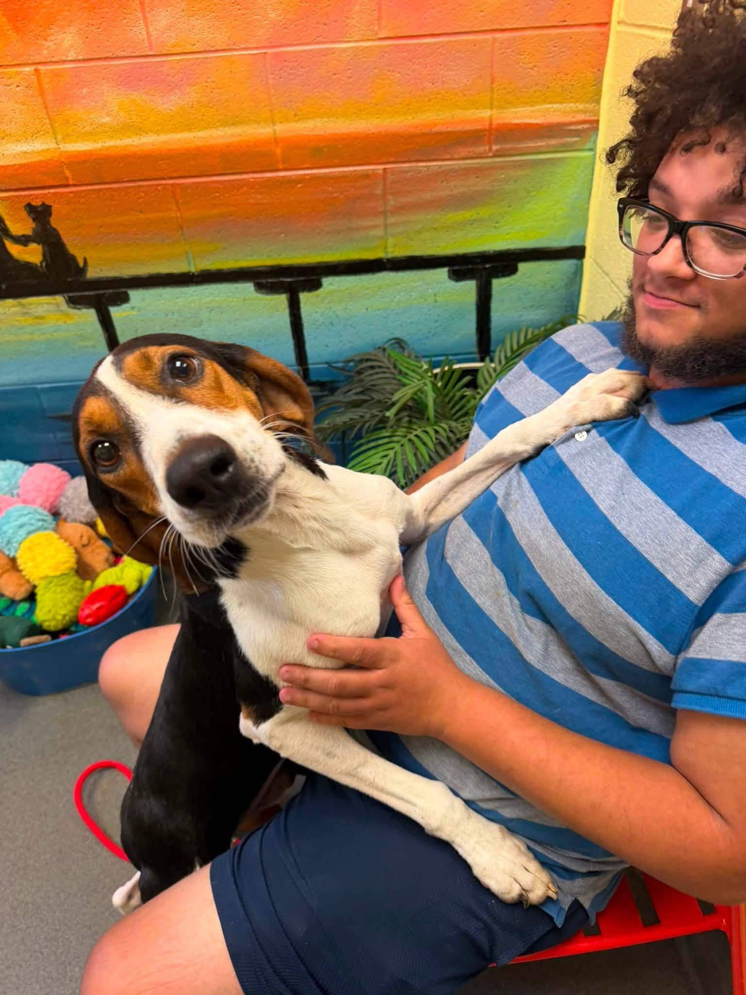 Ford, a ADOPTABLE Hound in Amherst, VA image 2/5