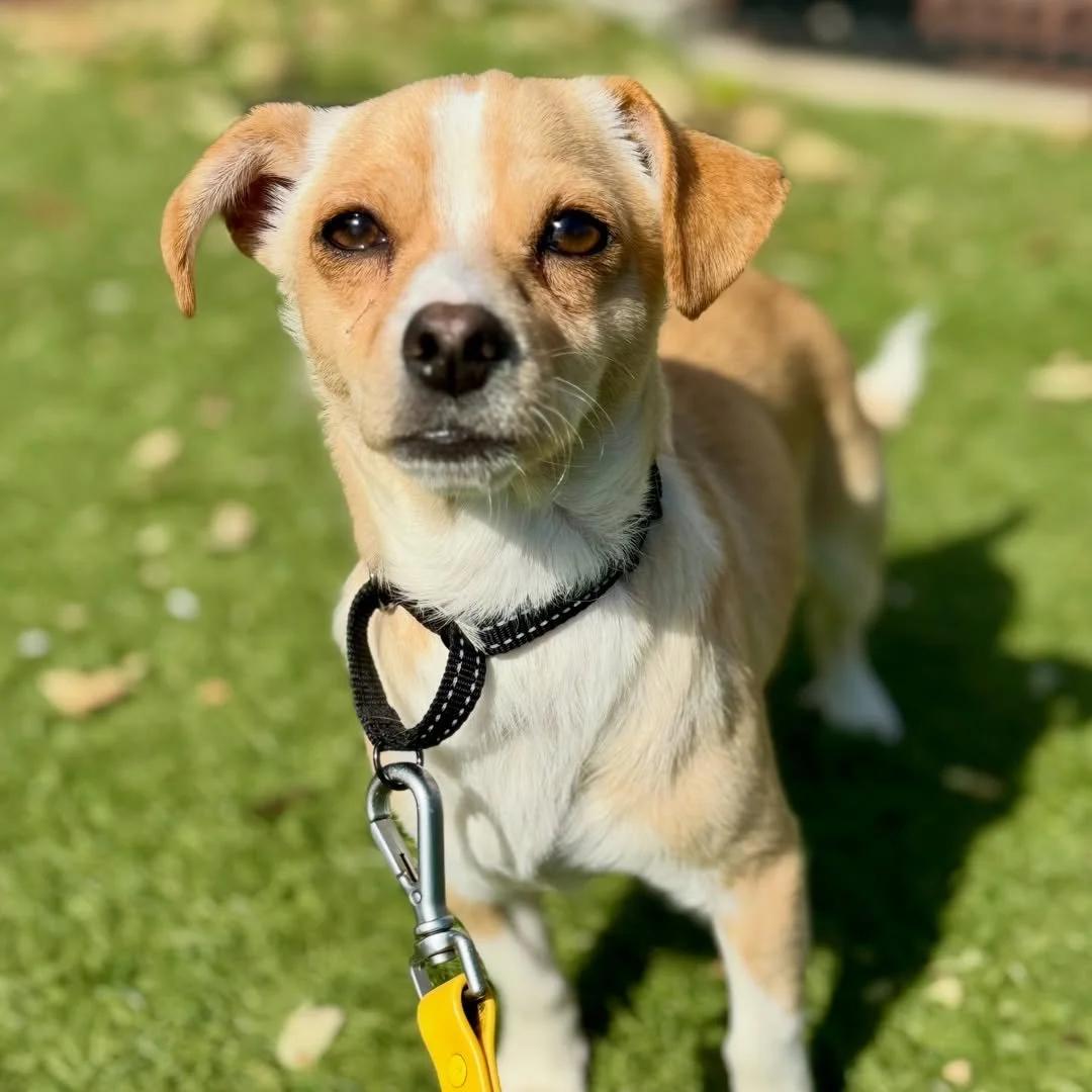 TWINKIE, ADOPTABLE, Young Male Miniature Dachshund & Chihuahua.