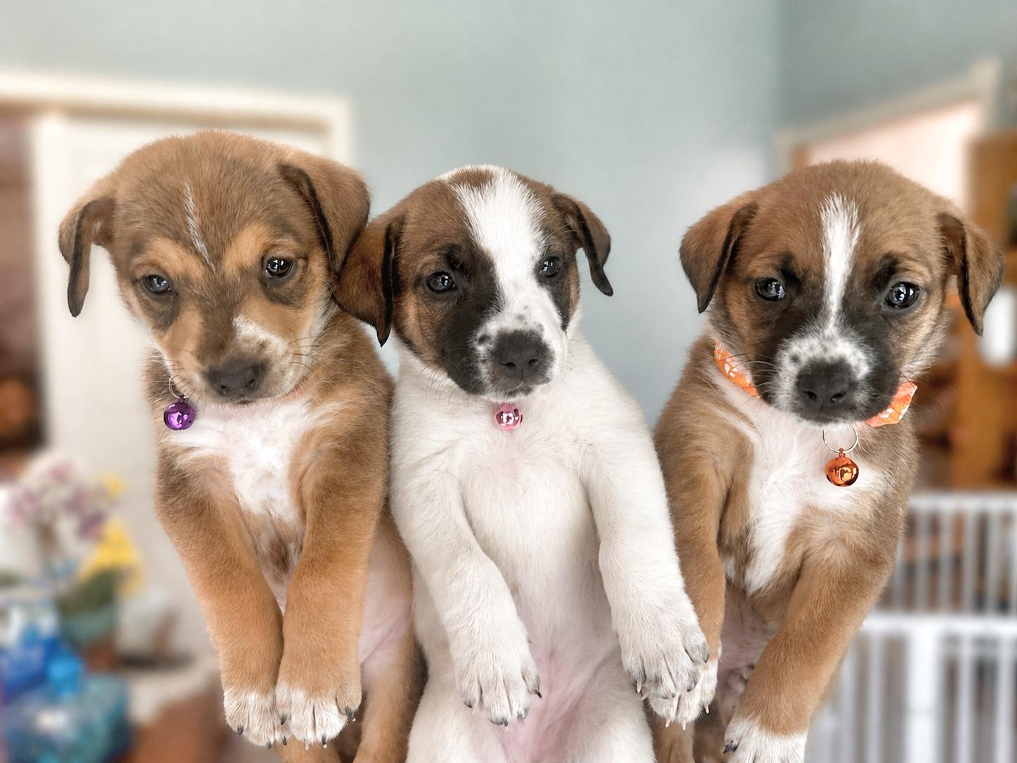 Ava, an adopted mixed breed in Cheektowaga, NY image 5/6