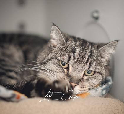 Enlarge Chester, a Adoptable mixed breed in Kalispell, MT image 1/3
