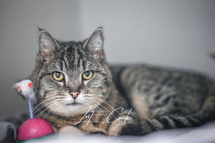 Enlarge Chester, a Adoptable mixed breed in Kalispell, MT image 2/3