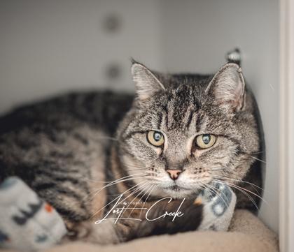 Enlarge Chester, a Adoptable mixed breed in Kalispell, MT image 3/3