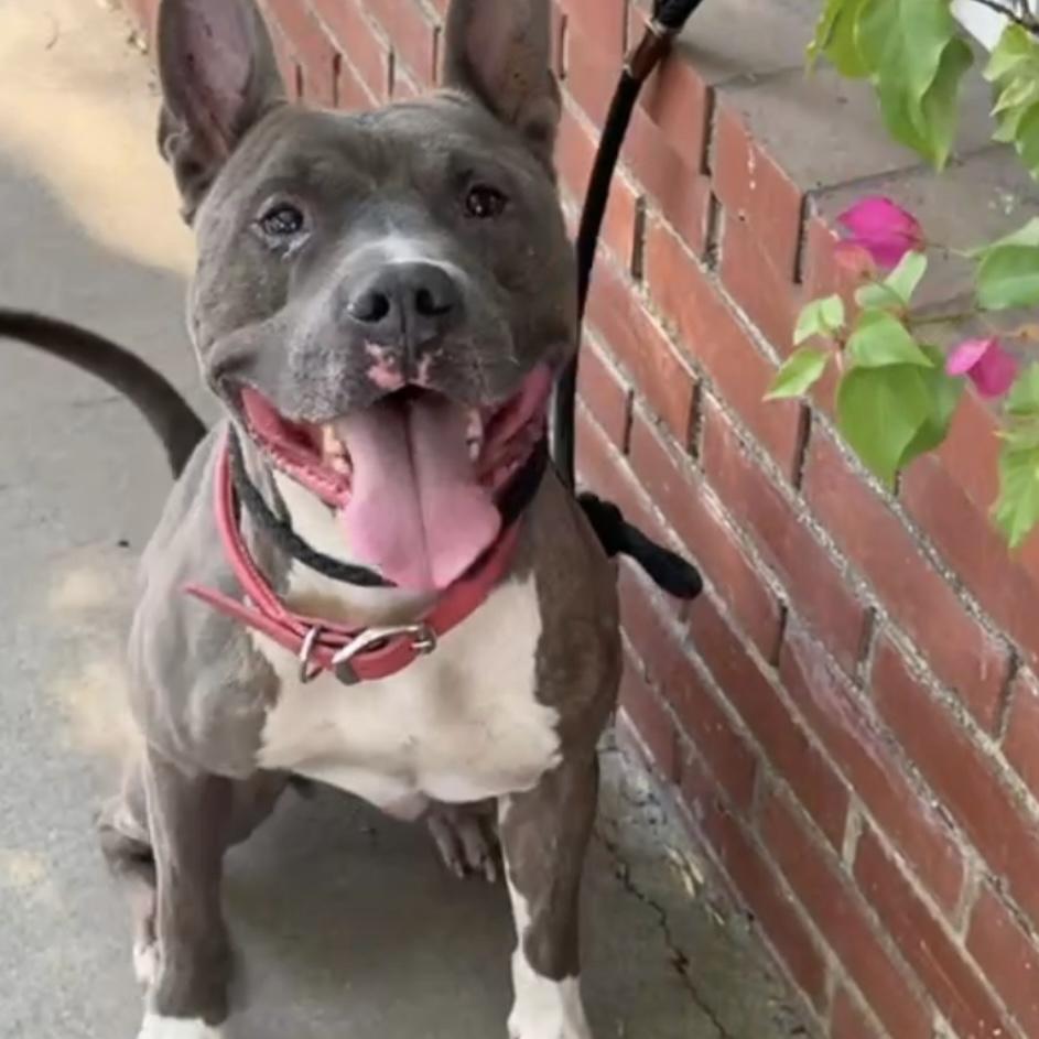 Irondale, a Adoptable mixed breed in Studio City, CA image 1/5