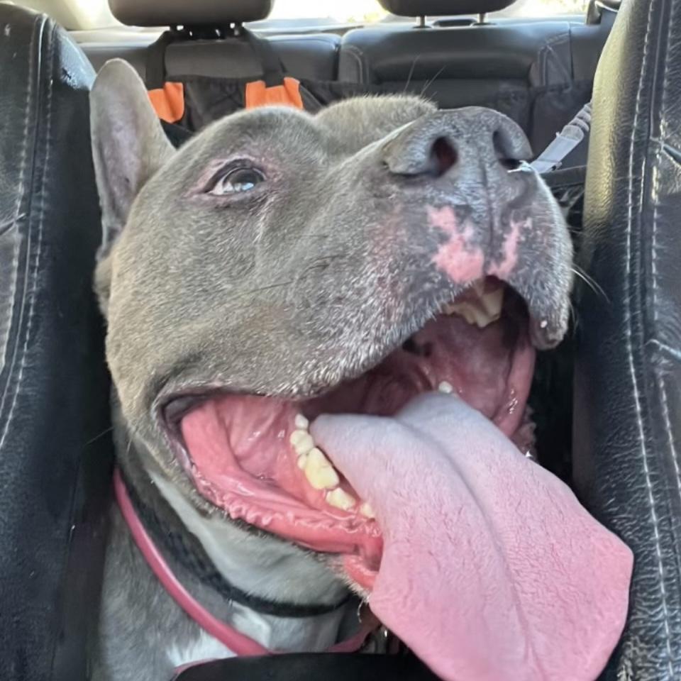 Irondale, a Adoptable mixed breed in Studio City, CA image 2/5