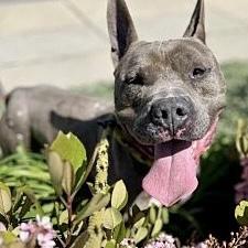 Irondale, a Adoptable mixed breed in Studio City, CA image 3/5