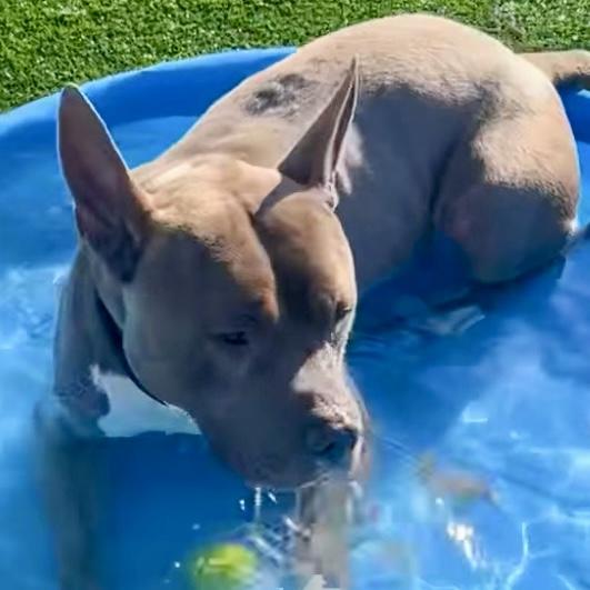 Irondale, a Adoptable mixed breed in Studio City, CA image 4/5