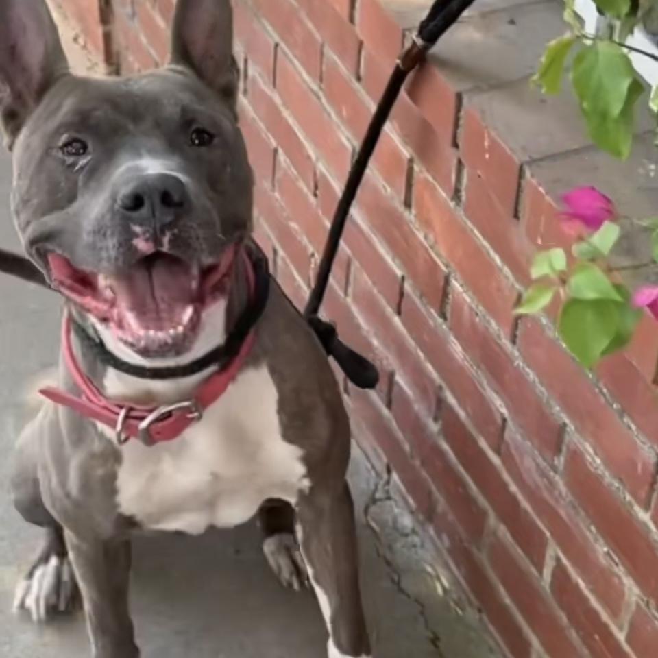 Irondale, a Adoptable mixed breed in Studio City, CA image 5/5