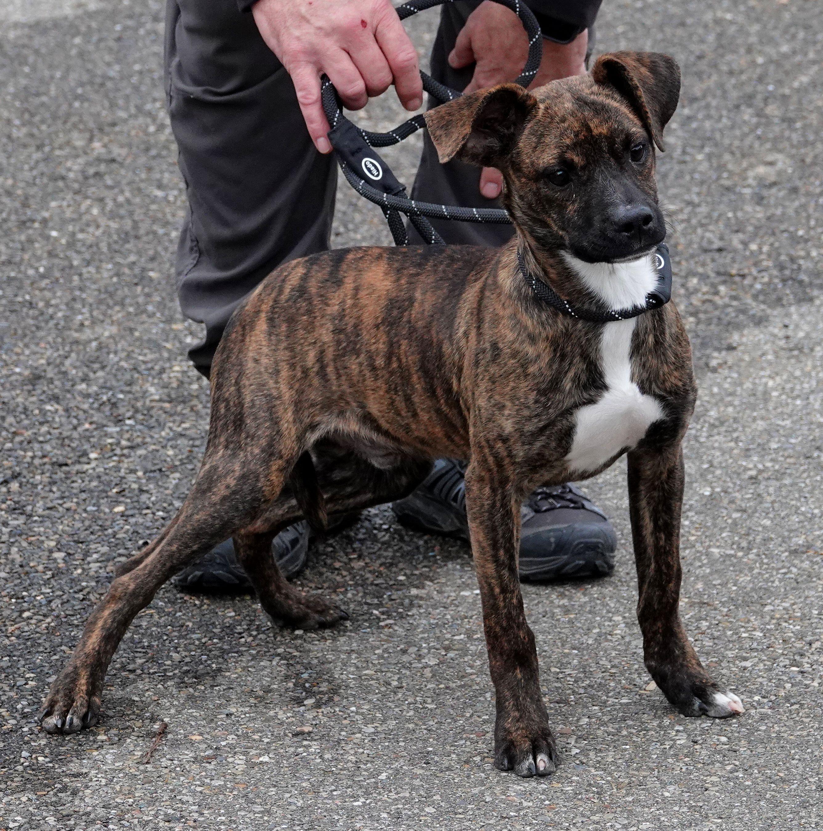 Enlarge Leo - ADOPTED, a Adopted mixed breed in Millfield, OH image 2/3