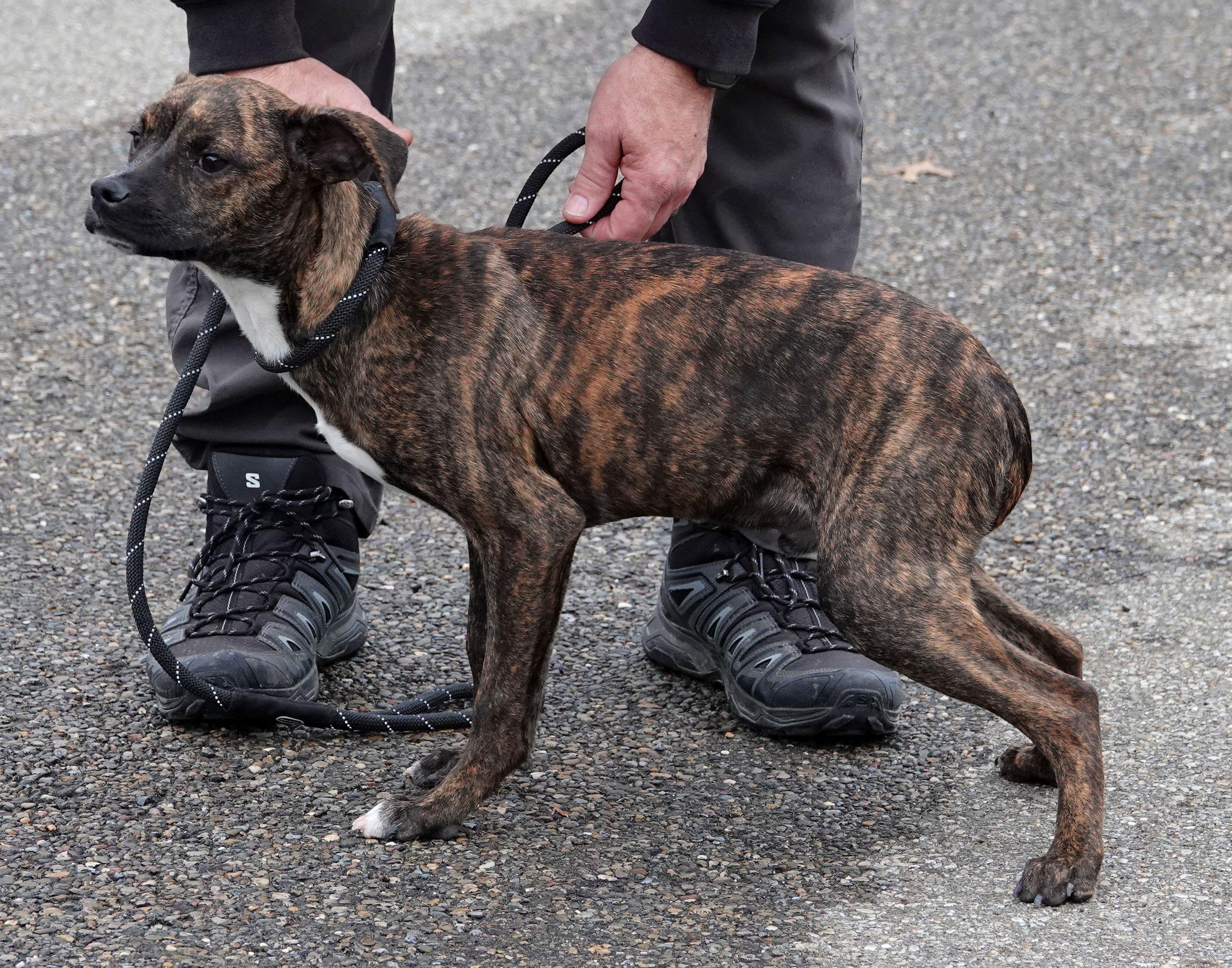 Enlarge Leo - ADOPTED, a Adopted mixed breed in Millfield, OH image 3/3