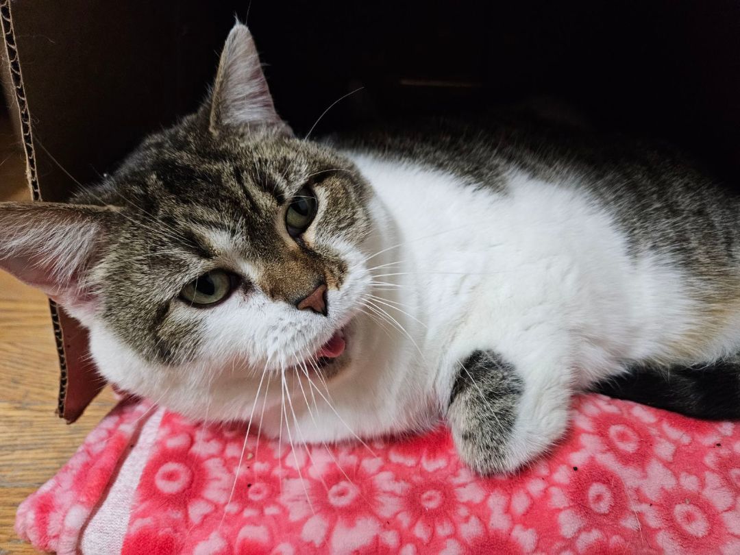 Rita, an adopted Domestic Short Hair in Salem, OH_image-1