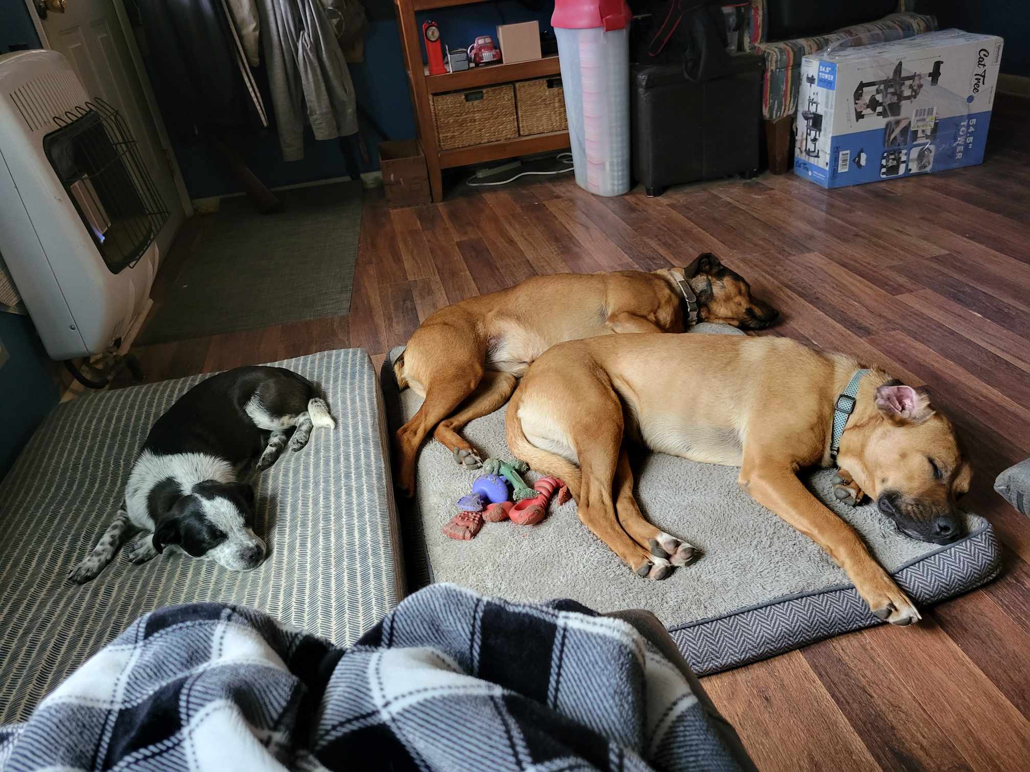 Enlarge Luke Duke, a Adoptable mixed breed in Okemah, OK image 4/5