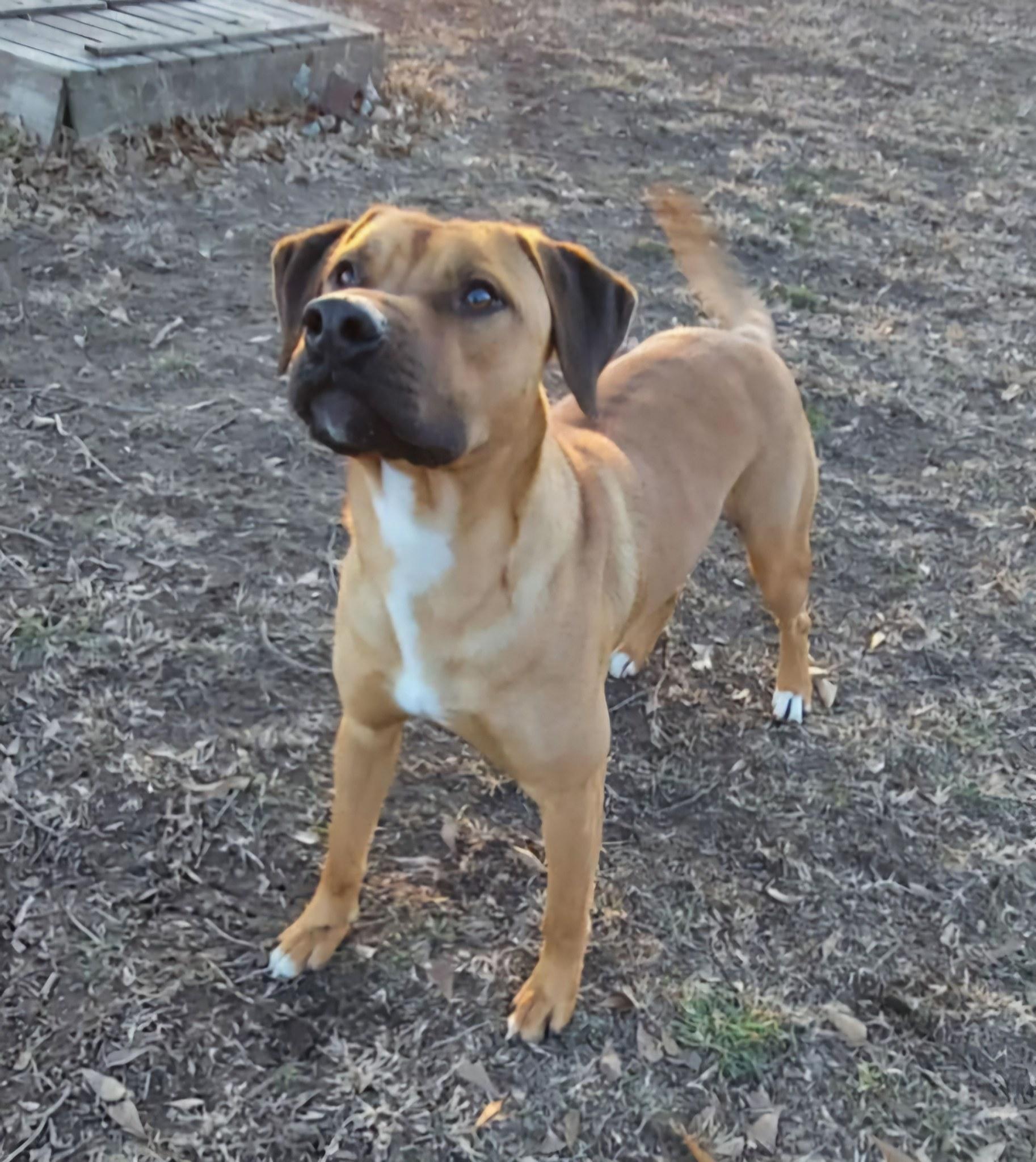 Enlarge Luke Duke, a Adoptable mixed breed in Okemah, OK image 1/5