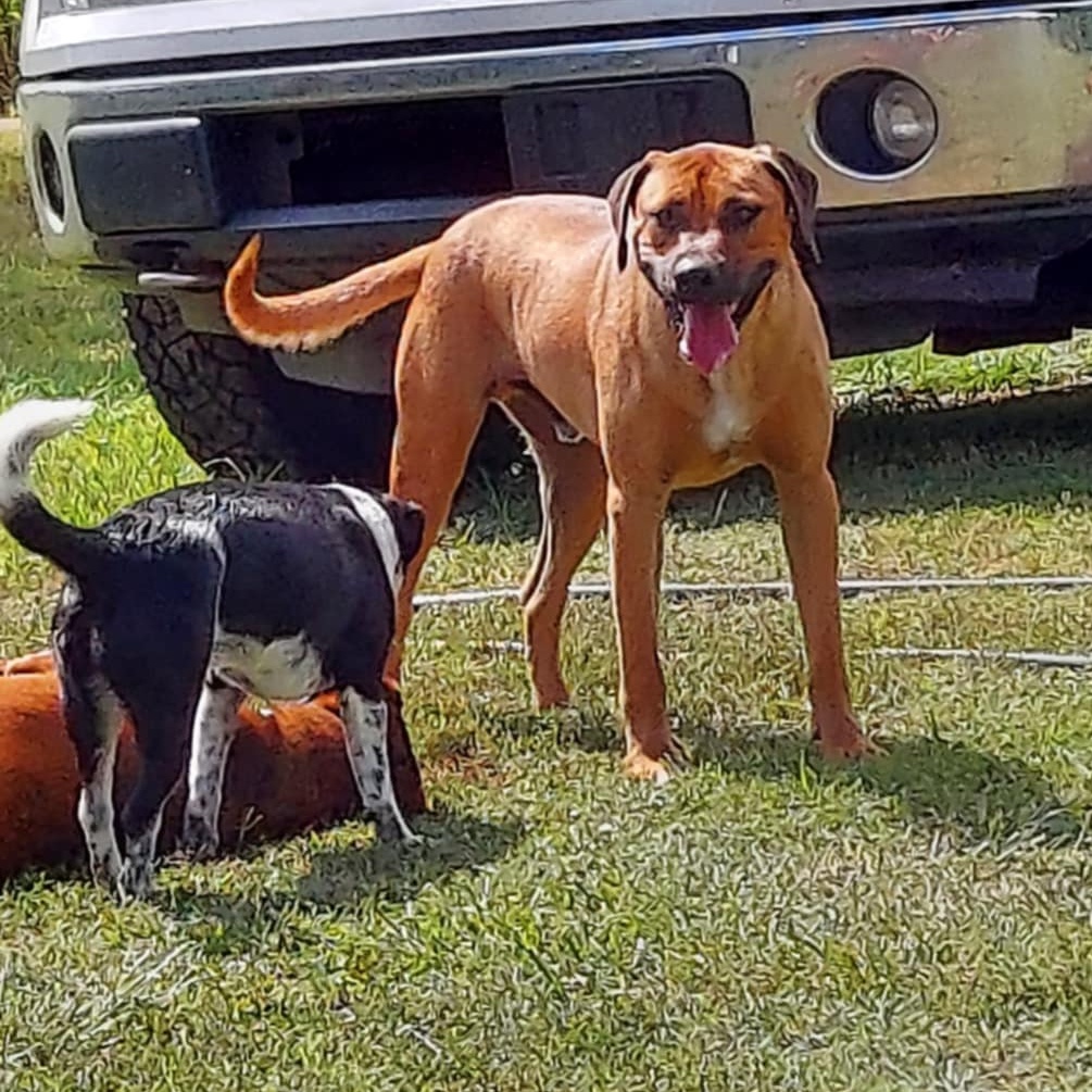 Enlarge Luke Duke, a Adoptable mixed breed in Okemah, OK image 2/5