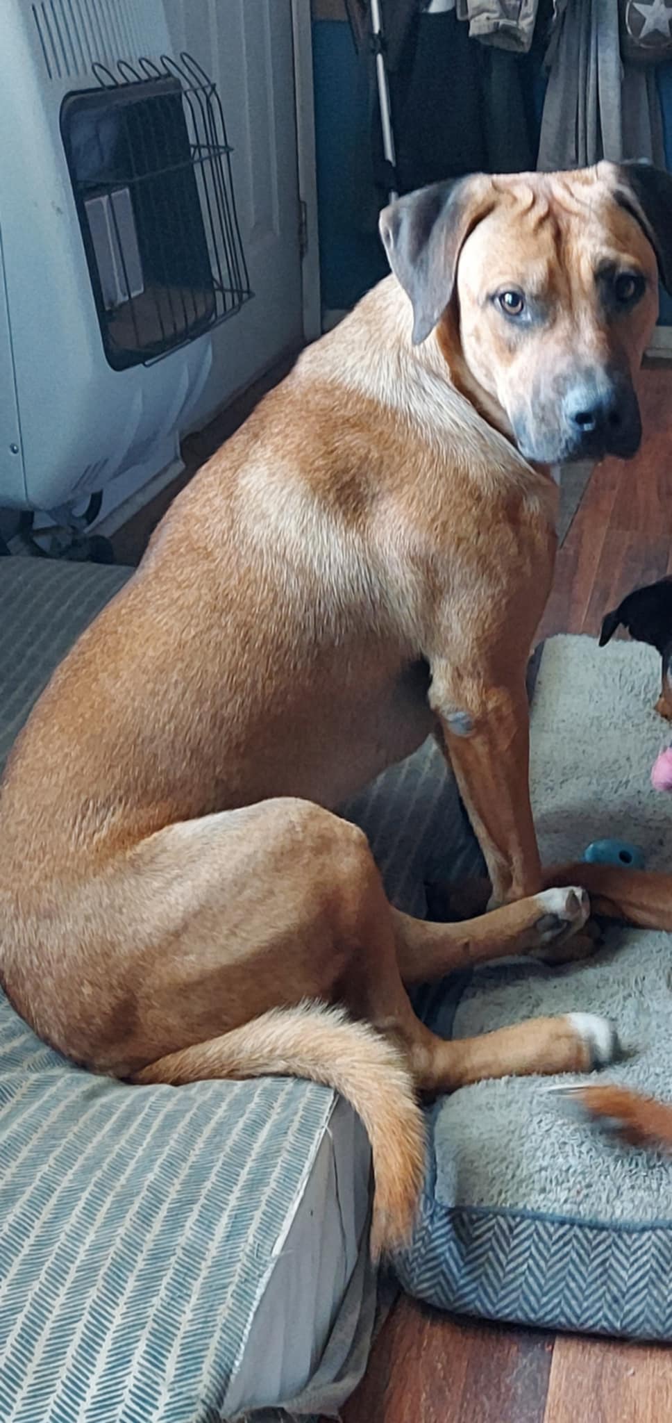 Enlarge Luke Duke, a Adoptable mixed breed in Okemah, OK image 3/5