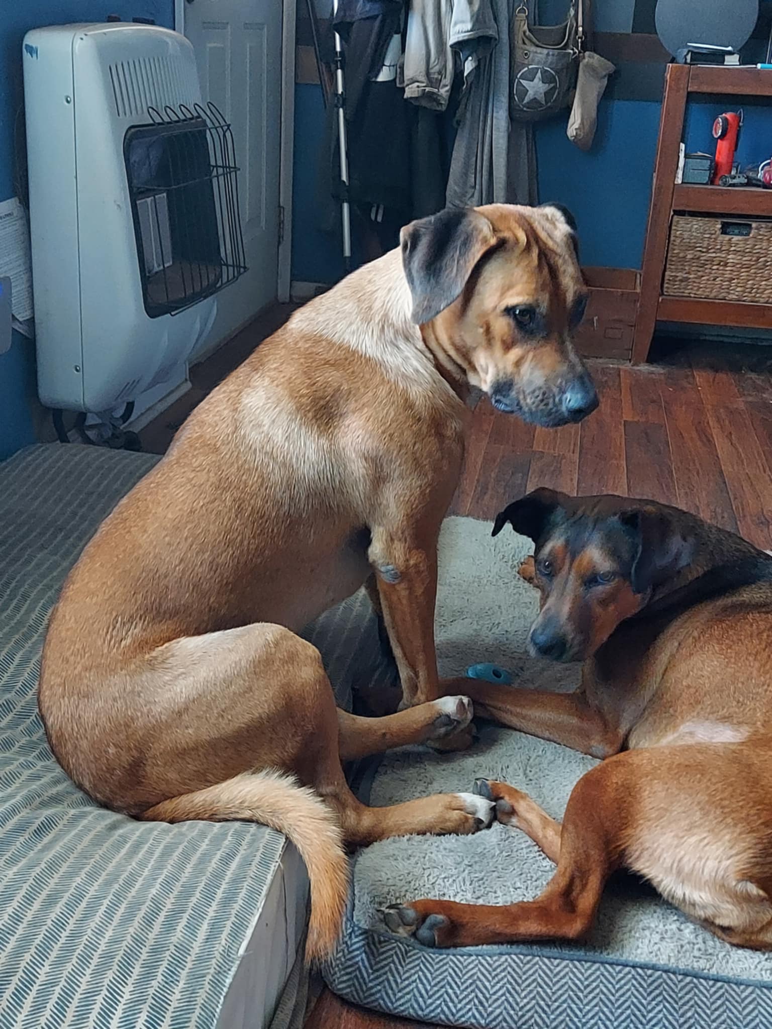 Enlarge Luke Duke, a Adoptable mixed breed in Okemah, OK image 5/5