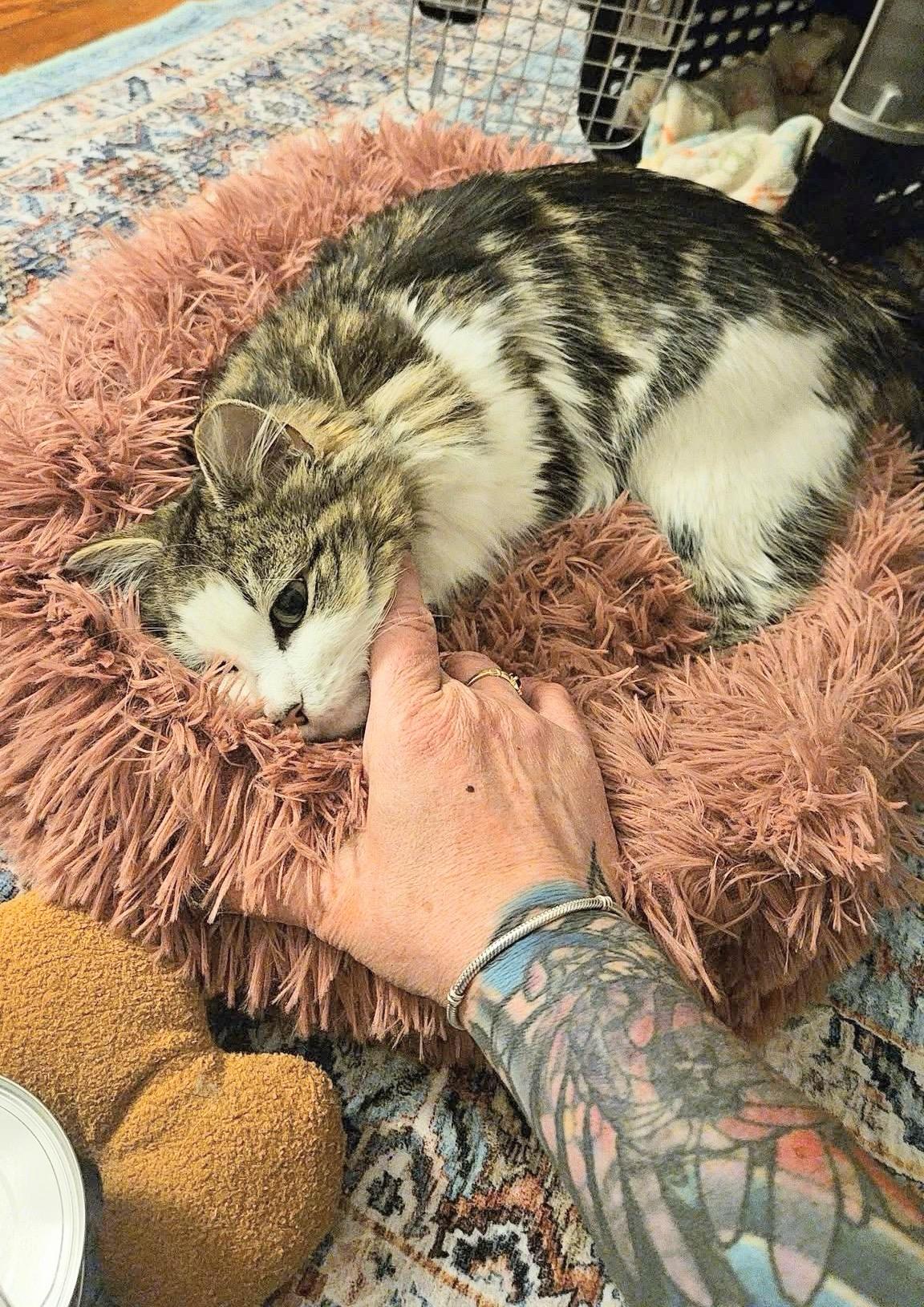 Enlarge Kelsey , a ADOPTABLE Domestic Long Hair in Enfield, CT image 3/4