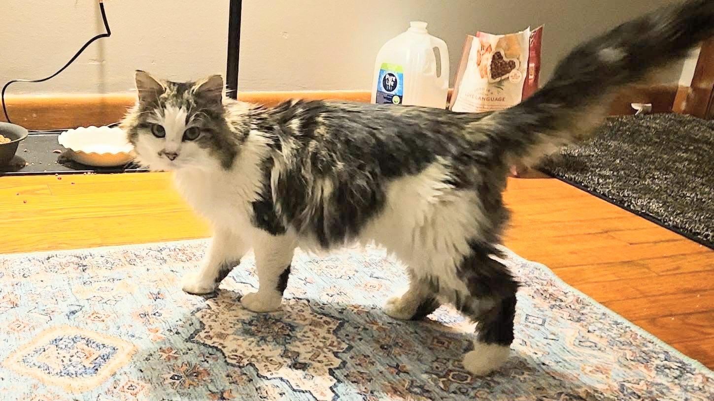 Enlarge Kelsey , a ADOPTABLE Domestic Long Hair in Enfield, CT image 2/4