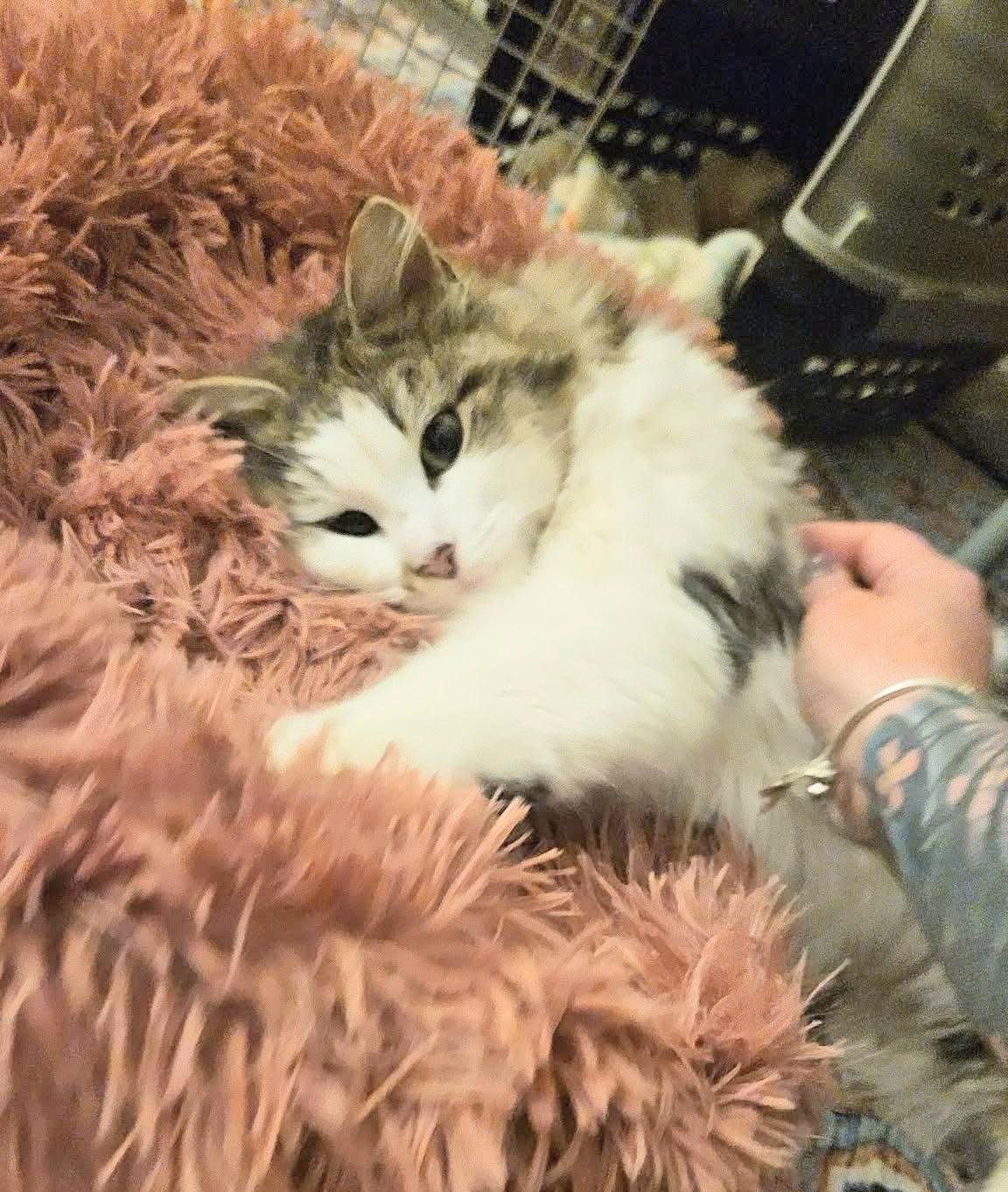 Kelsey , ADOPTABLE, Young Female Domestic Long Hair.