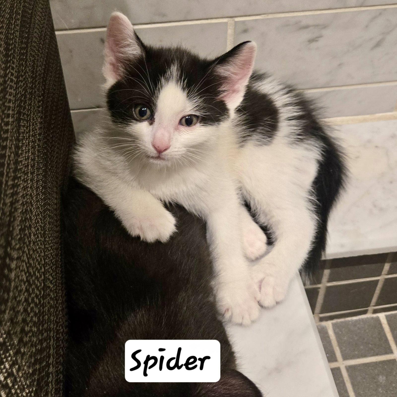 Enlarge Spider, a Adoptable Domestic Short Hair in Flushing, NY image 2/2