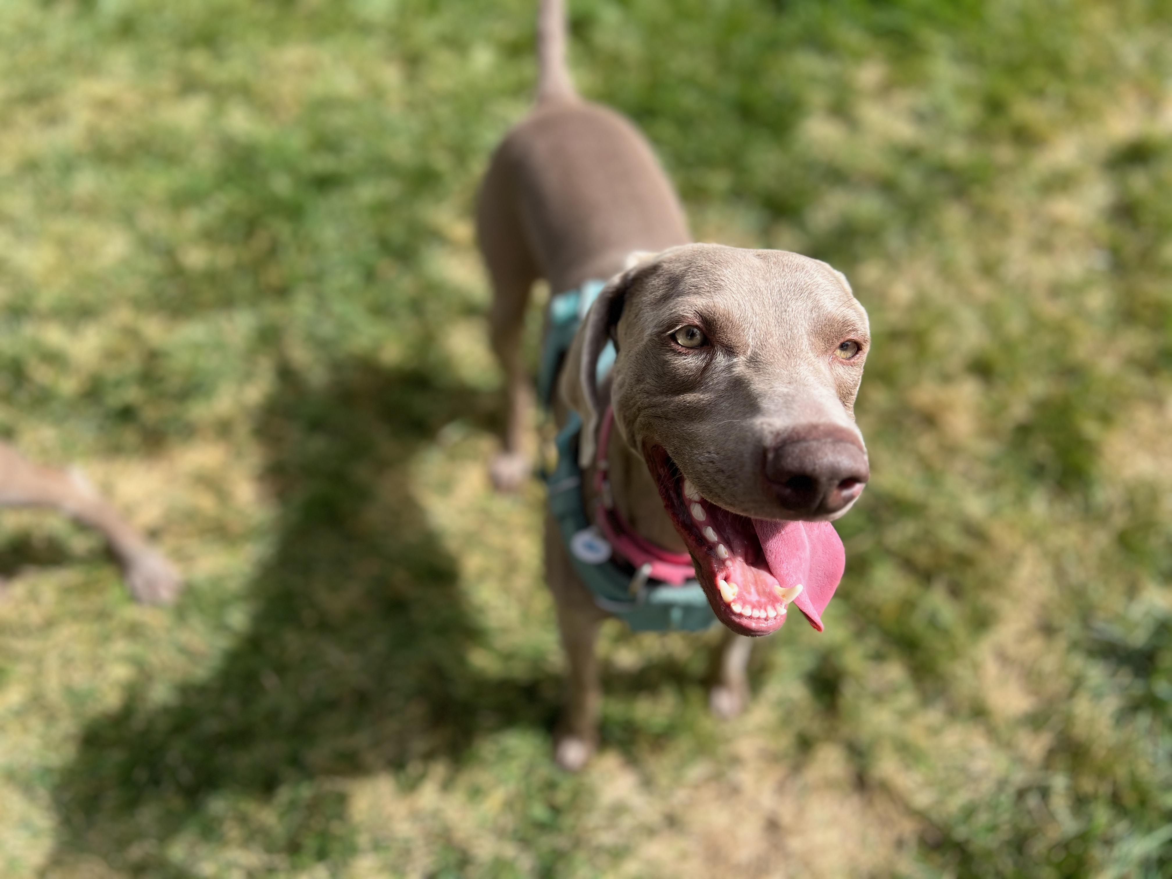 Enlarge Murphy, a Adoptable Weimaraner in Albuquerque, NM image 3/6