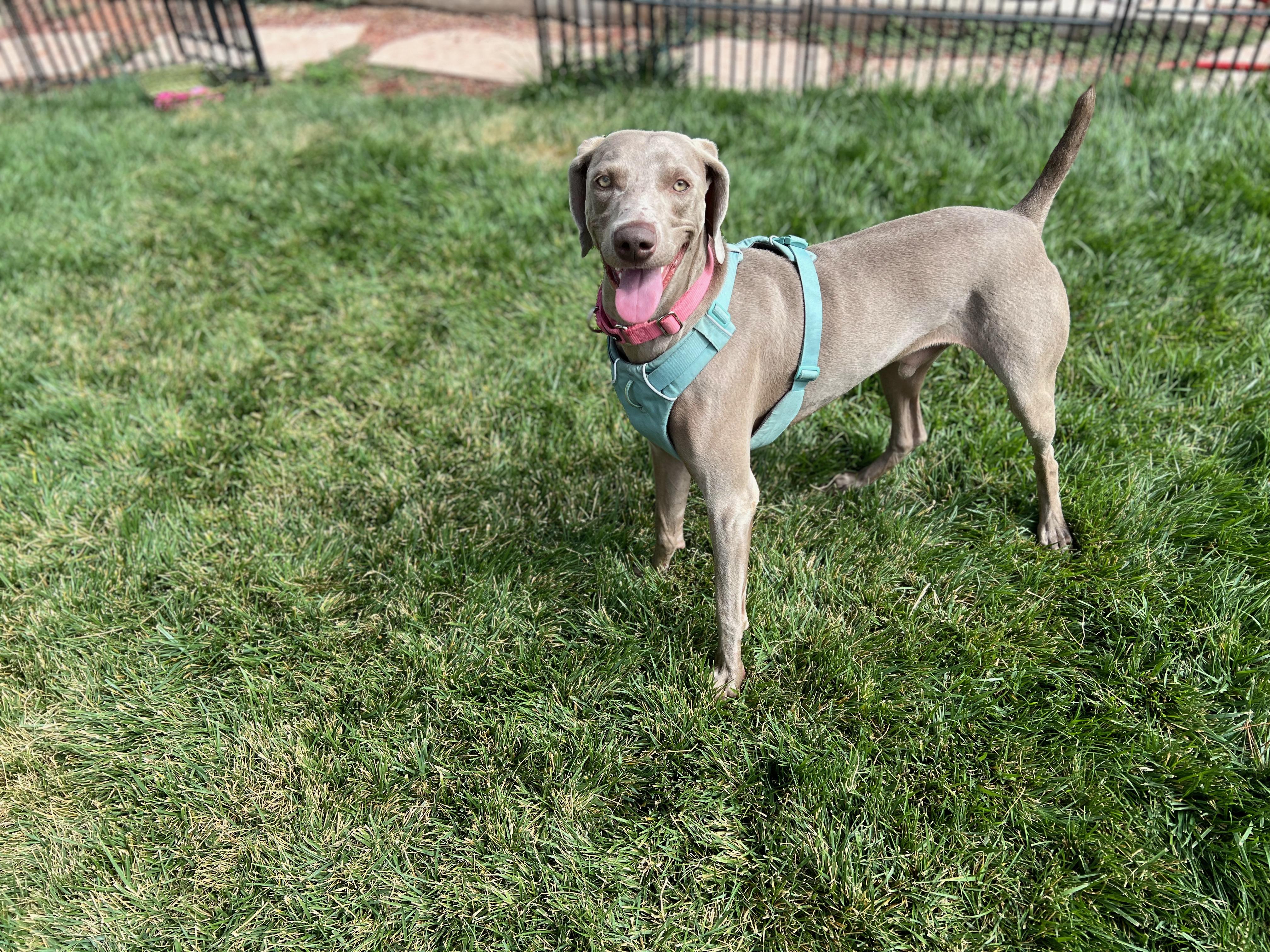 Enlarge Murphy, a Adoptable Weimaraner in Albuquerque, NM image 5/6