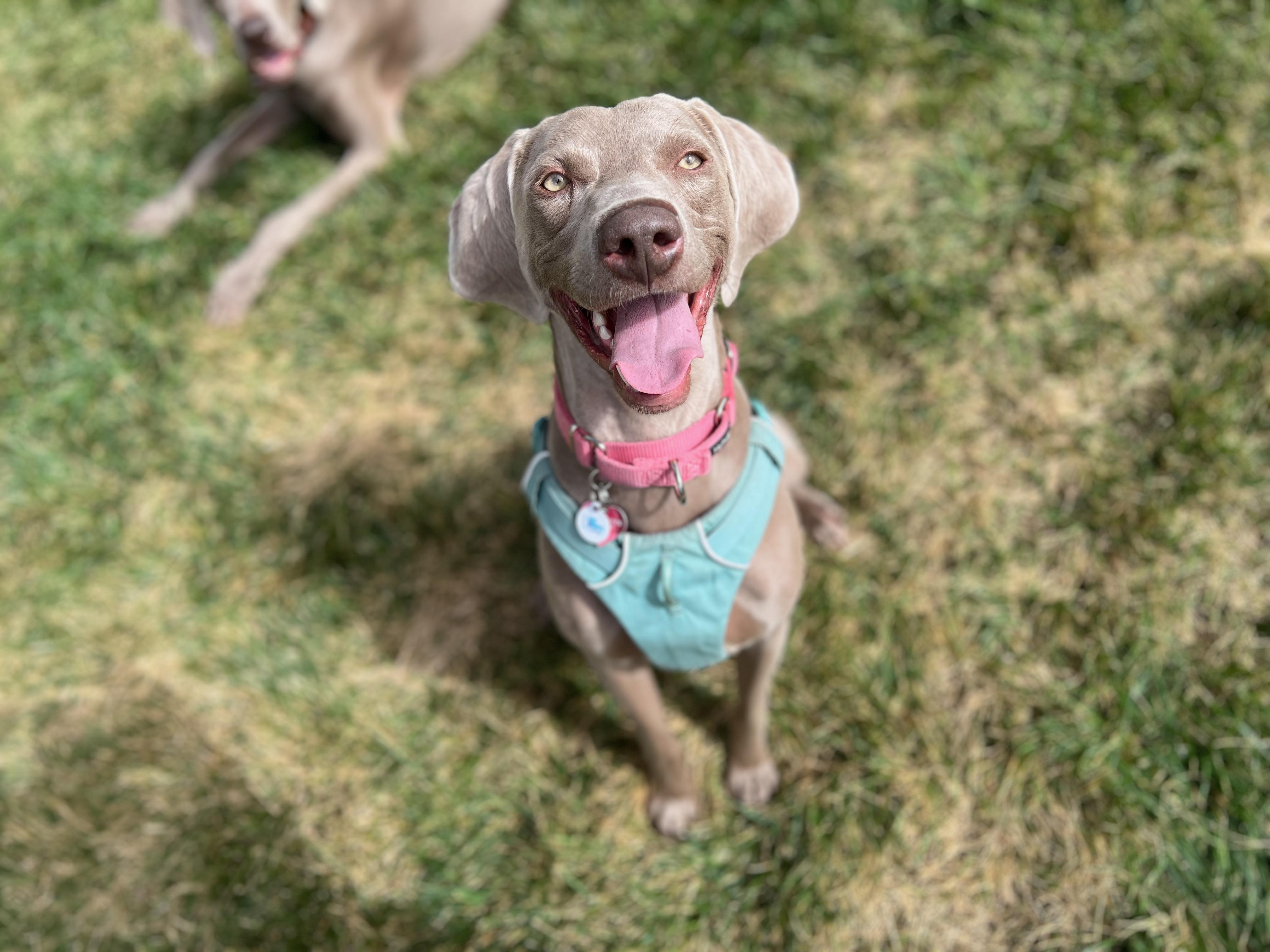 Murphy, Adoptable, Young Male Weimaraner.