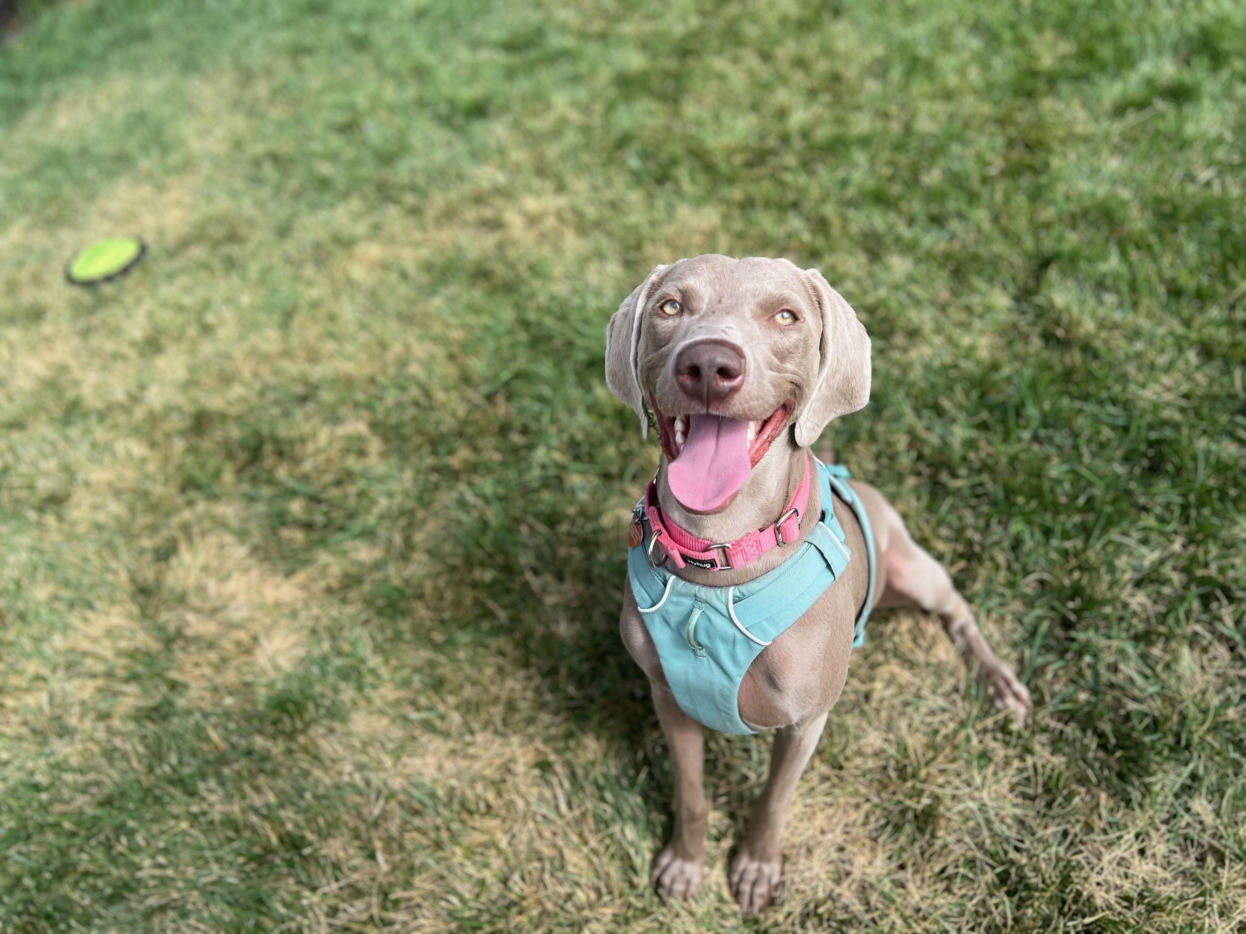 Enlarge Murphy, a Adoptable Weimaraner in Albuquerque, NM image 6/6