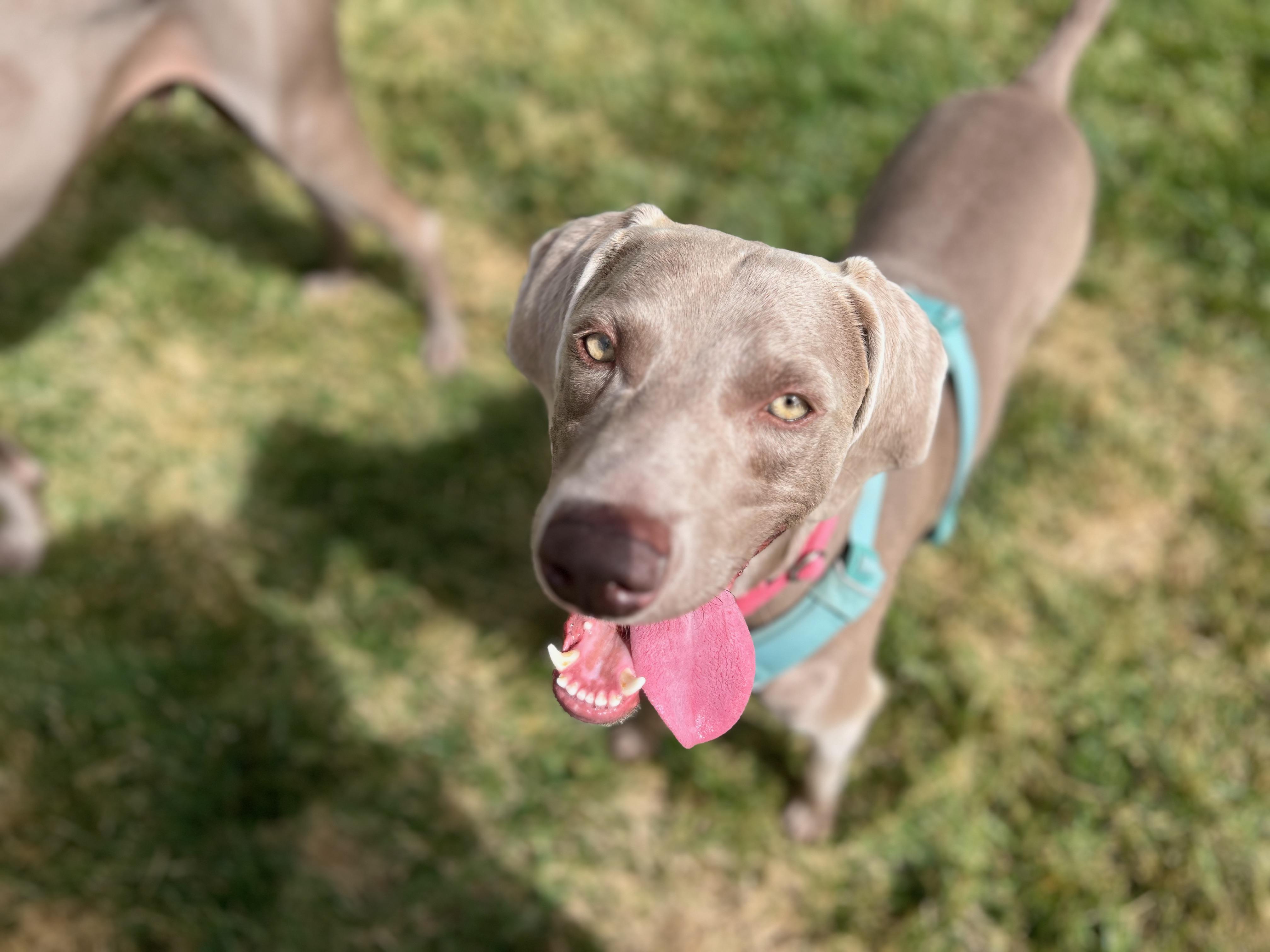 Enlarge Murphy, a Adoptable Weimaraner in Albuquerque, NM image 2/6