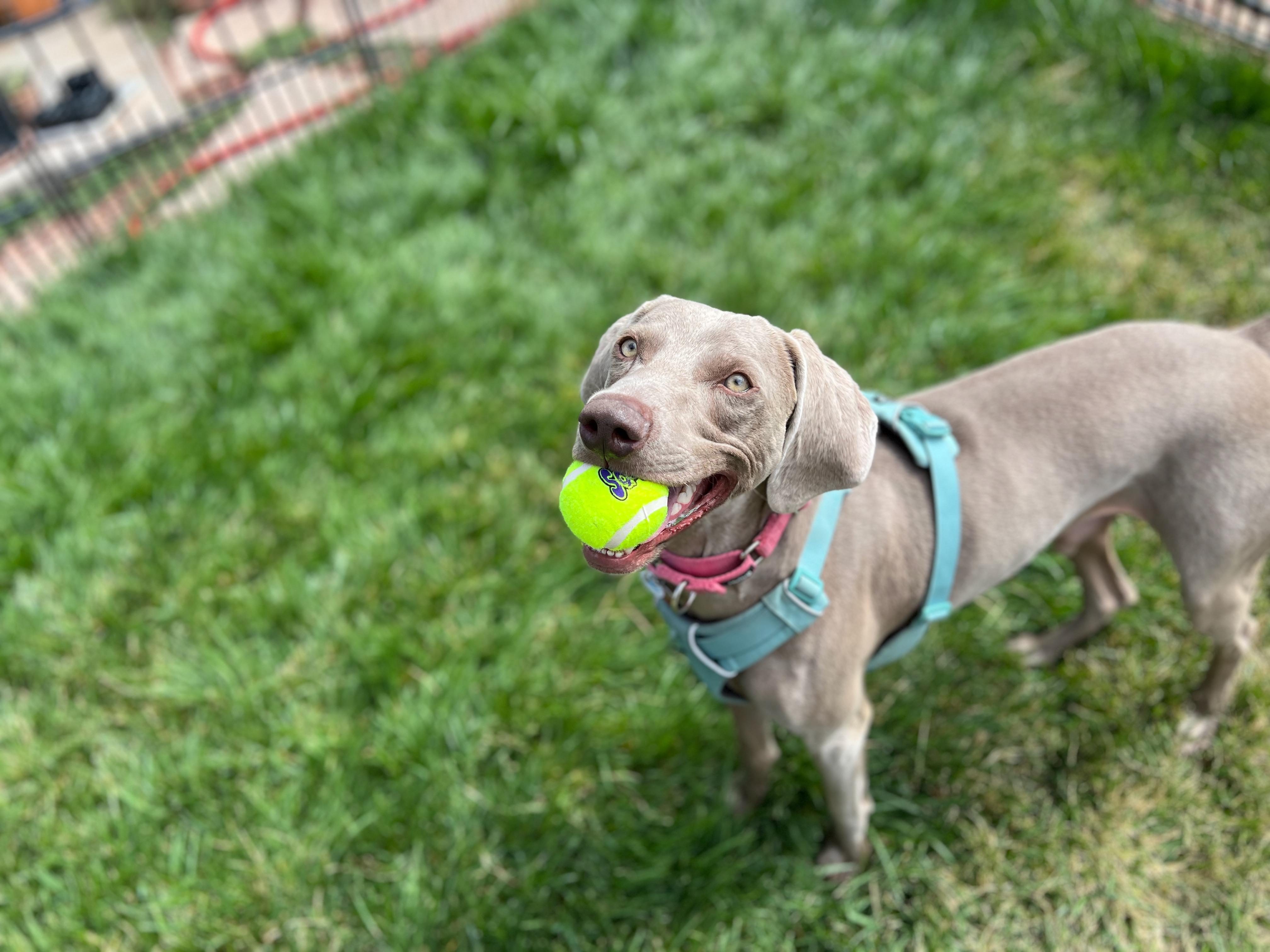 Enlarge Murphy, a Adoptable Weimaraner in Albuquerque, NM image 4/6