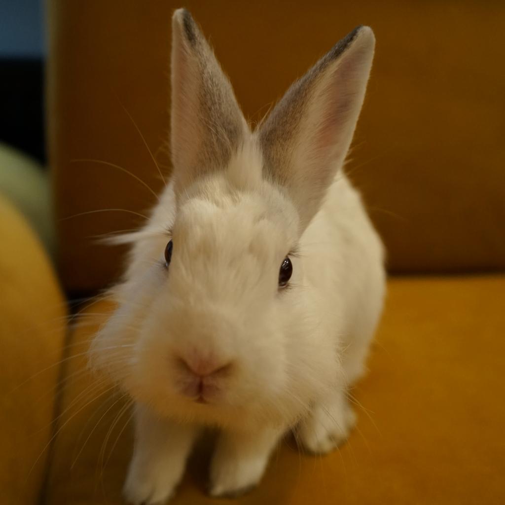 Miko, Adoptable, Adult Male Lionhead.