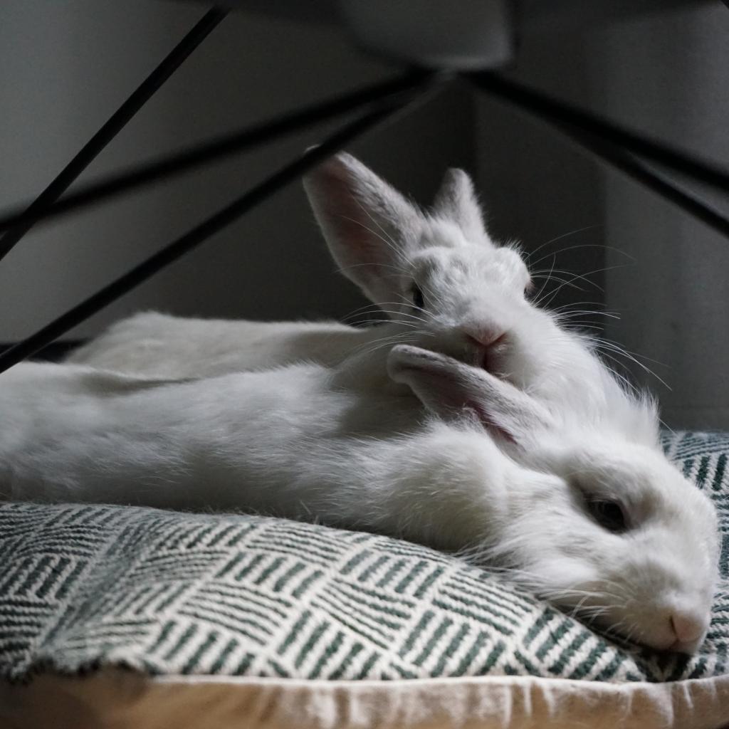 Enlarge Miko, a Adoptable Lionhead in Napa, CA image 2/4