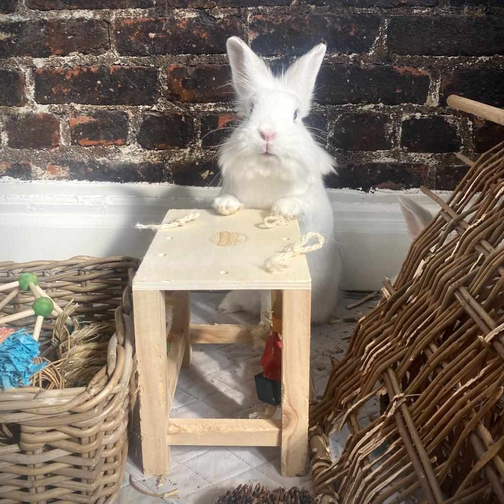 Enlarge Miko, a Adoptable Lionhead in Napa, CA image 3/4