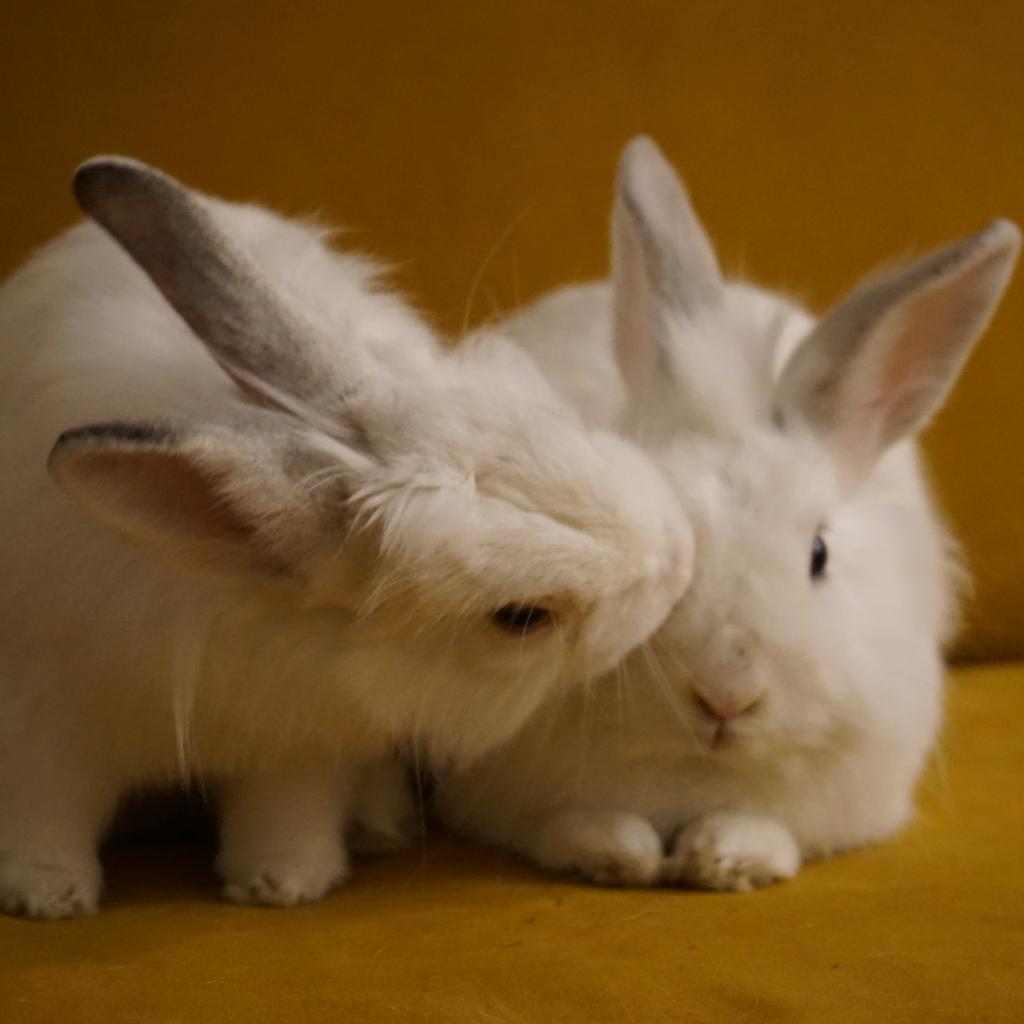 Enlarge Miko, a Adoptable Lionhead in Napa, CA image 4/4