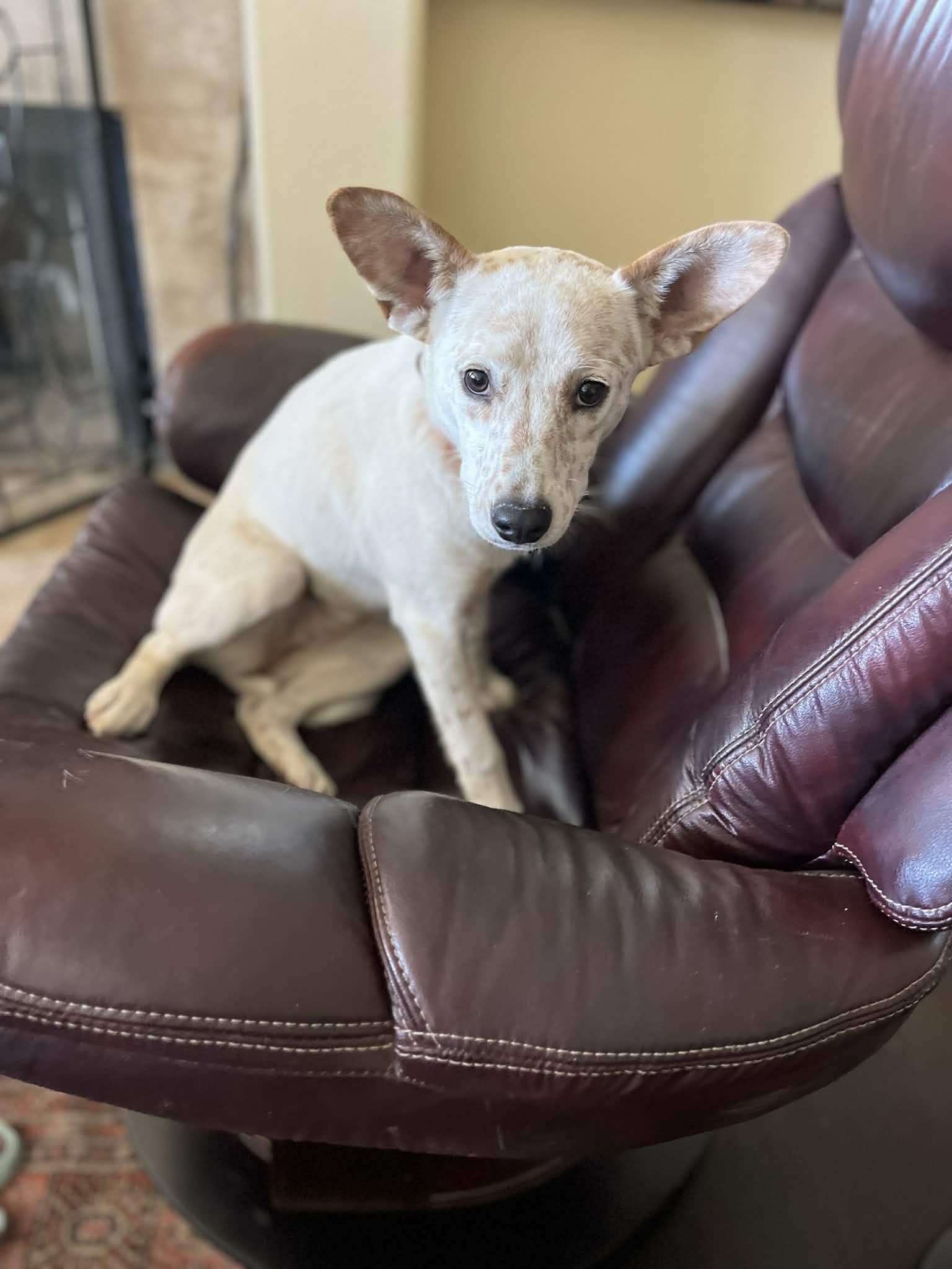 Enlarge Dot, a Adoptable mixed breed in Poway, CA image 2/3
