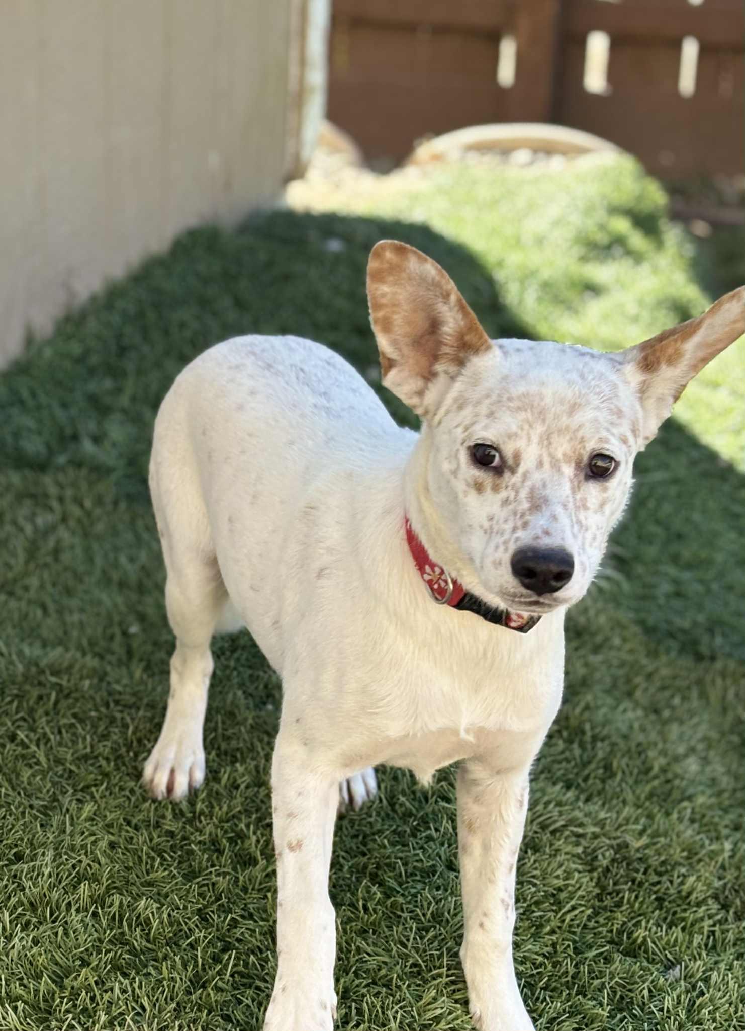 Enlarge Dot, a Adoptable mixed breed in Poway, CA image 1/3