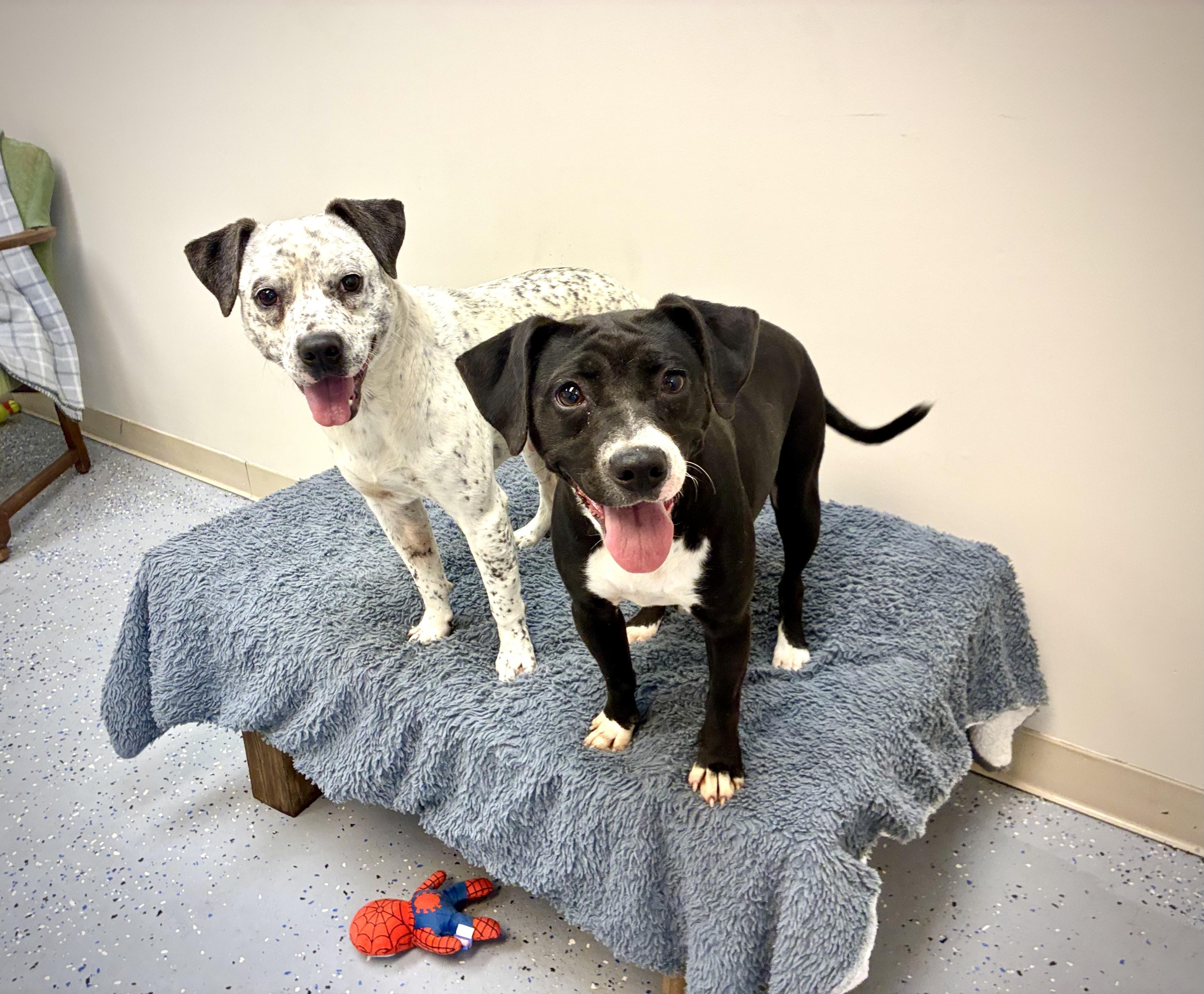 Enlarge Violet, a Adoptable mixed breed in Senatobia, MS image 2/4