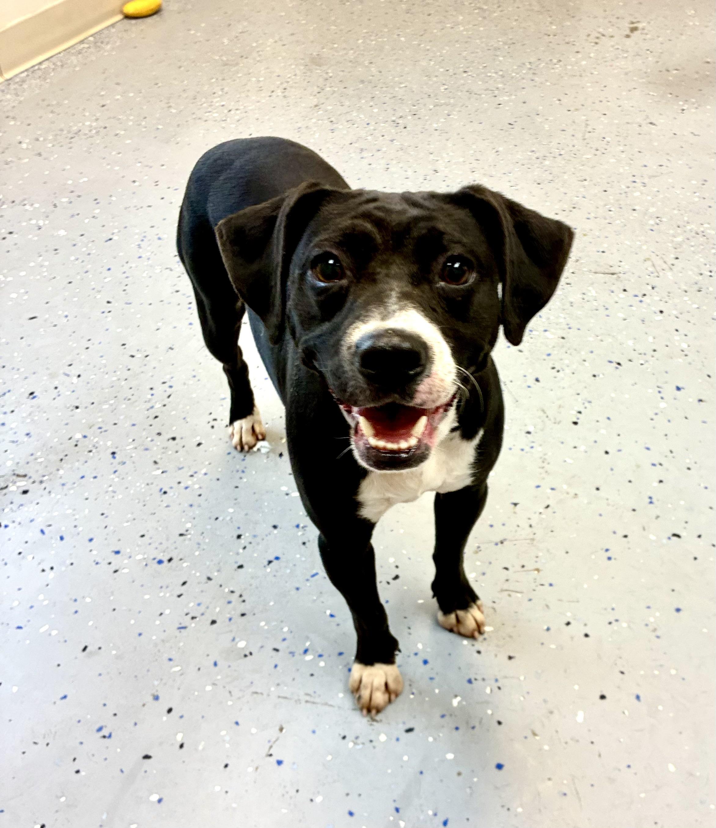 Enlarge Violet, a Adoptable mixed breed in Senatobia, MS image 3/4