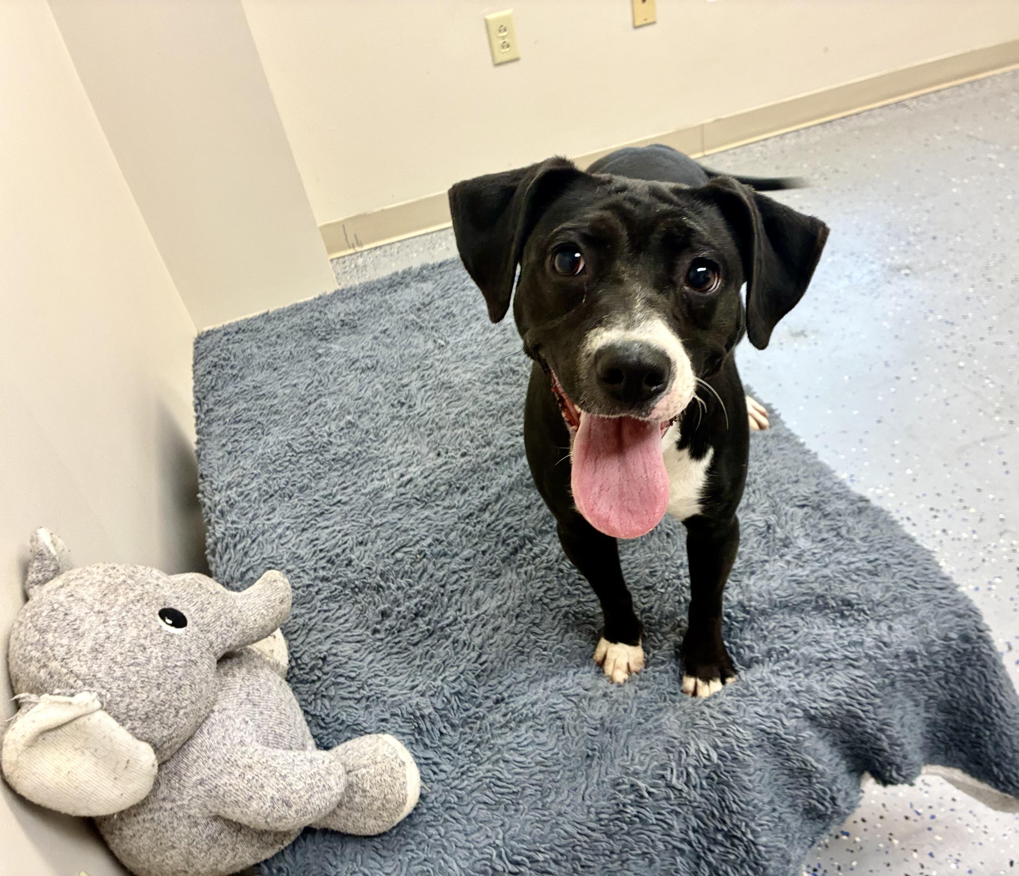 Enlarge Violet, a Adoptable mixed breed in Senatobia, MS image 4/4