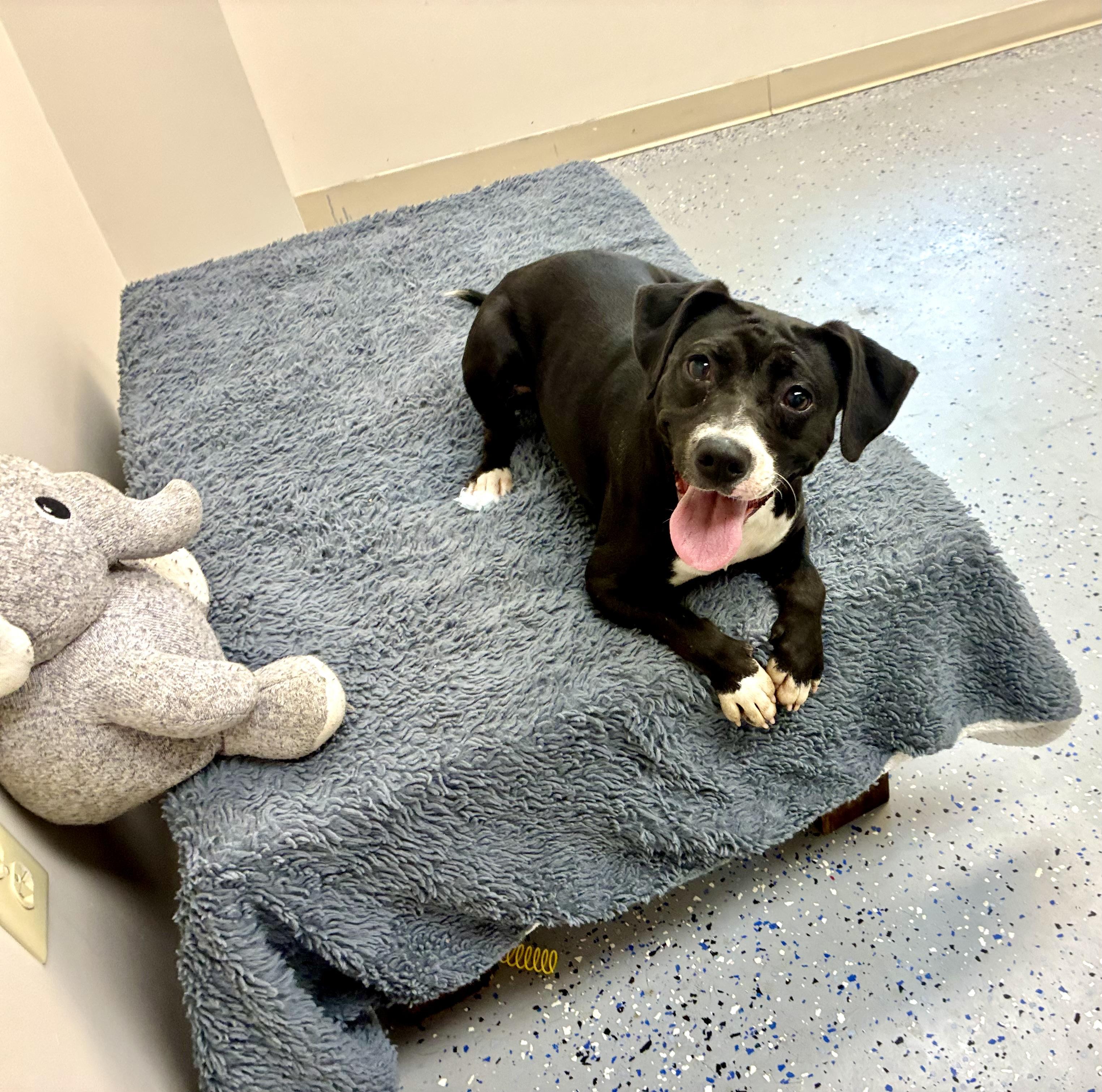 Enlarge Violet, a Adoptable mixed breed in Senatobia, MS image 1/4