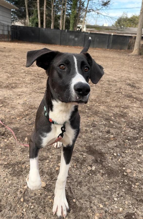 Enlarge Luke, a Adoptable mixed breed in Lindenhurst, NY image 2/3