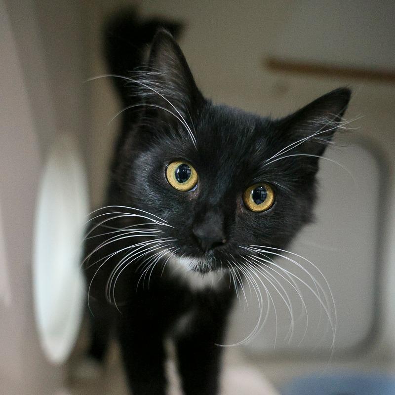 Fiona, a Adoptable Domestic Medium Hair in Bradenton, FL image 1/2