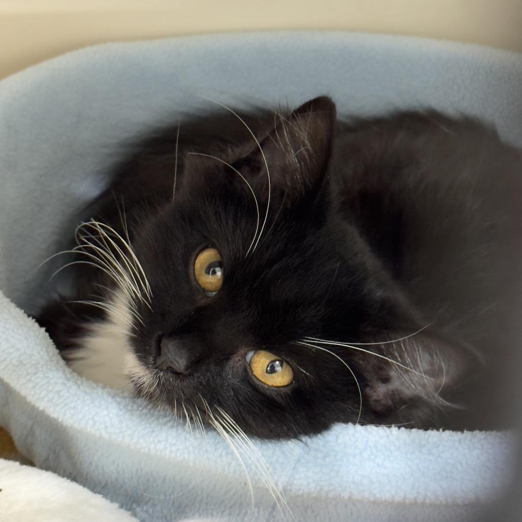 Fiona, a Adoptable Domestic Medium Hair in Bradenton, FL image 2/2