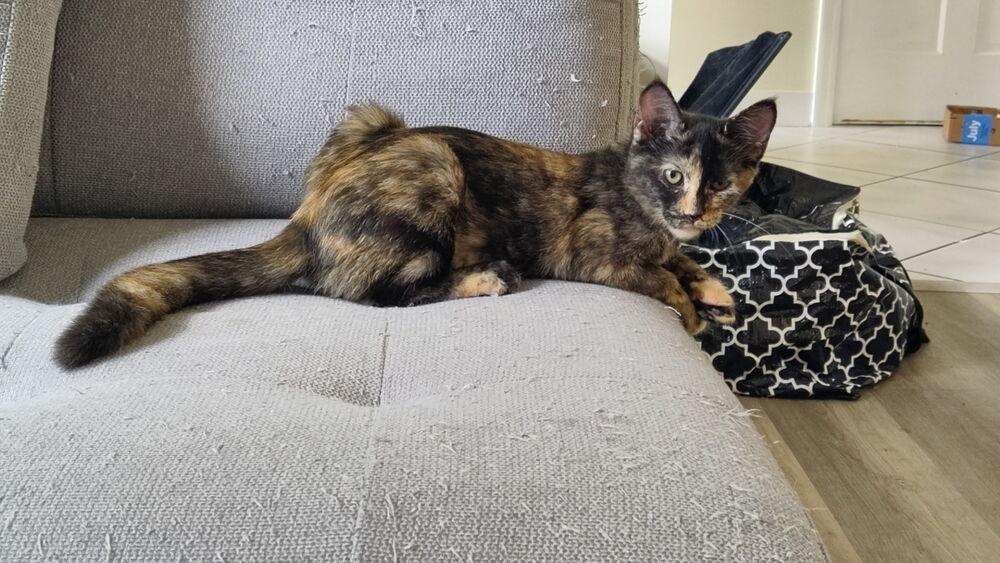 Enlarge Starburst, a Adoptable mixed breed in DELTONA, FL image 2/6