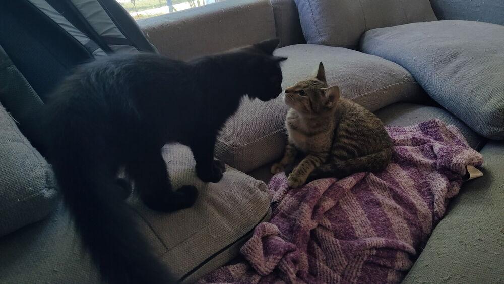 Enlarge Starburst, a Adoptable mixed breed in DELTONA, FL image 3/6