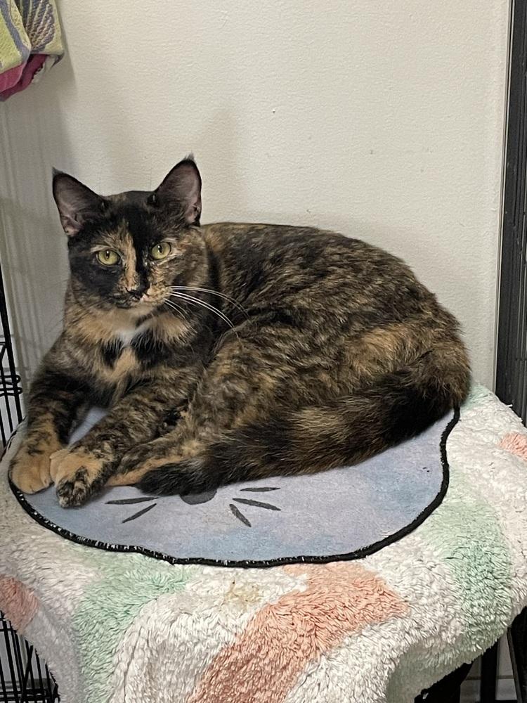 Enlarge Starburst, a Adoptable mixed breed in DELTONA, FL image 5/6