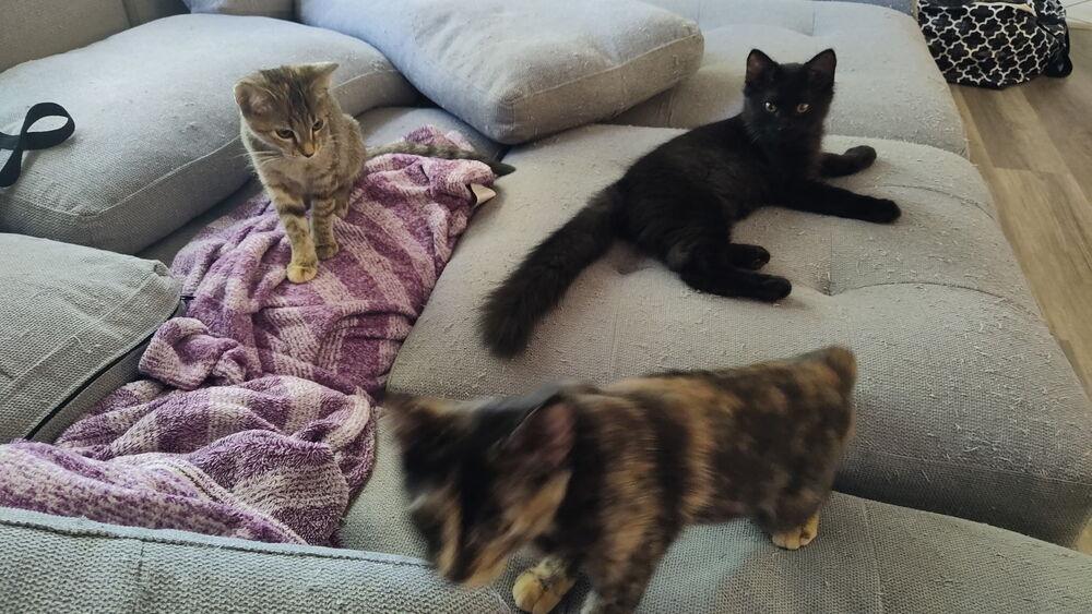 Enlarge Starburst, a Adoptable mixed breed in DELTONA, FL image 6/6