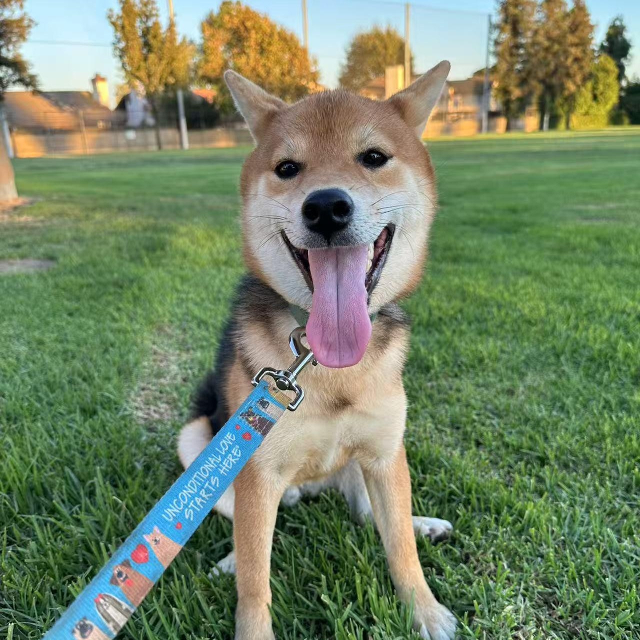 Enlarge JJ, a Adopted Shiba Inu in Van Nuys, CA image 1/6