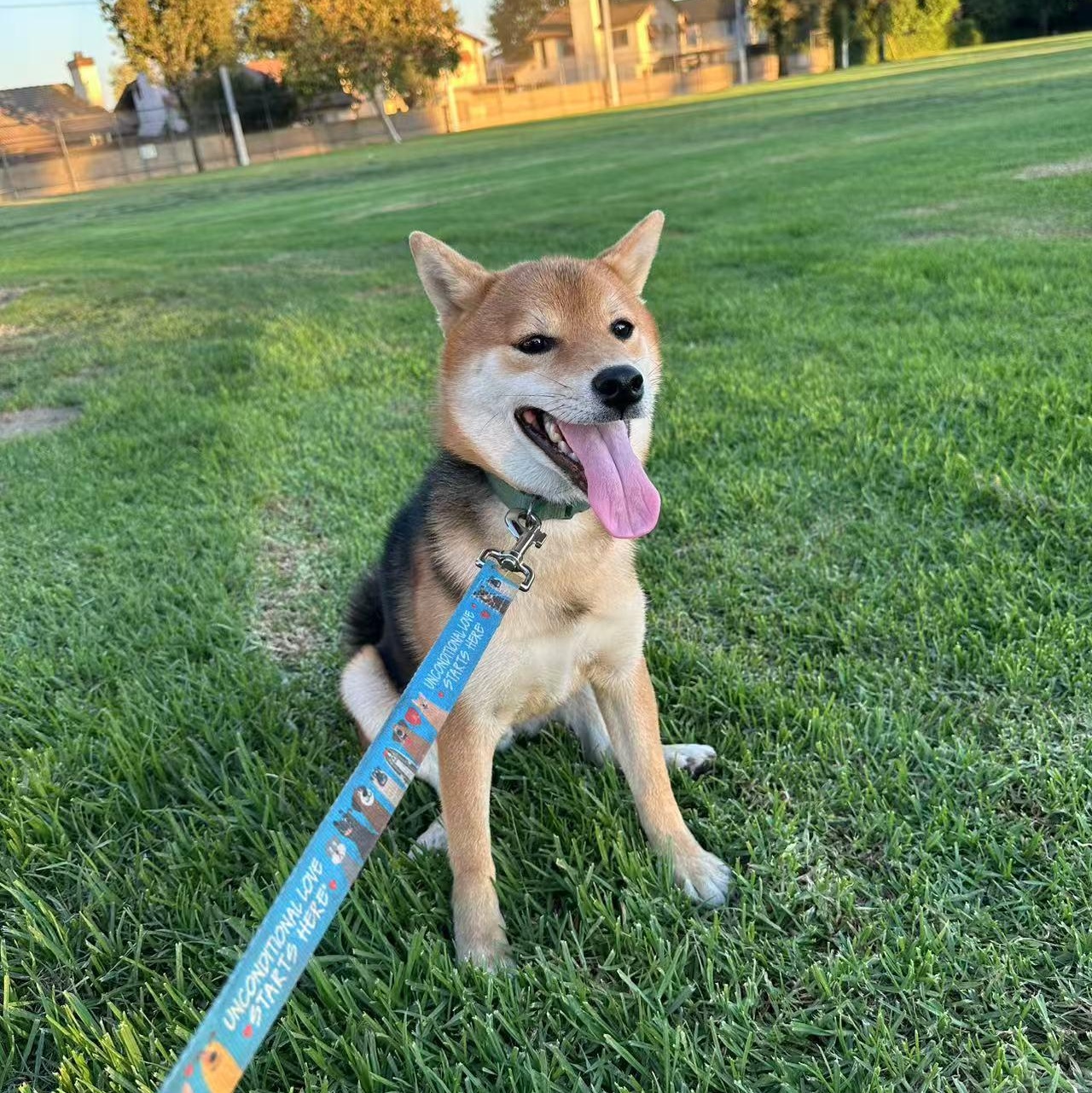 Enlarge JJ, a Adopted Shiba Inu in Van Nuys, CA image 2/6
