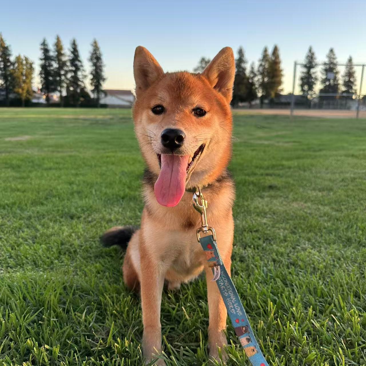 Enlarge JJ, a Adopted Shiba Inu in Van Nuys, CA image 3/6